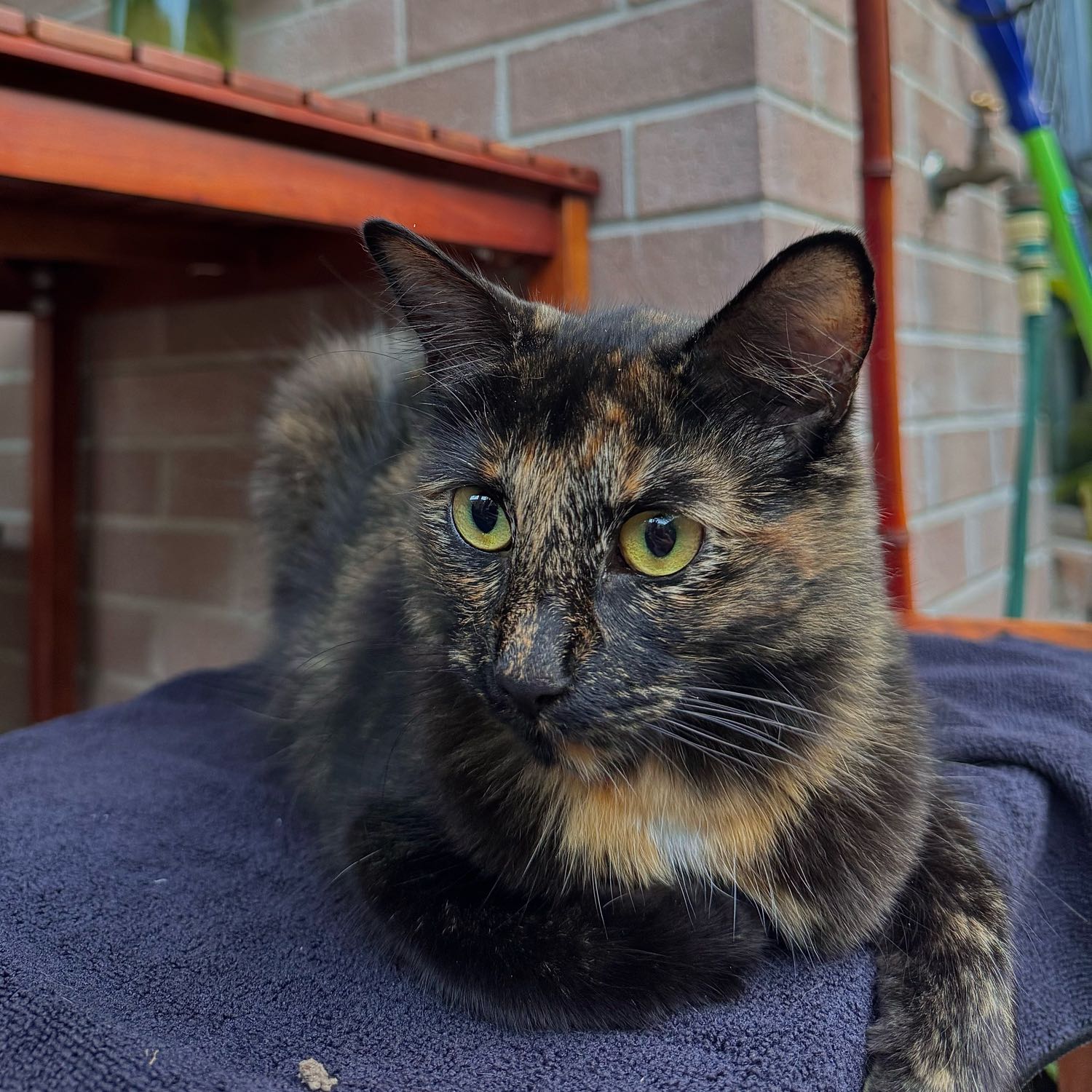 Luna 