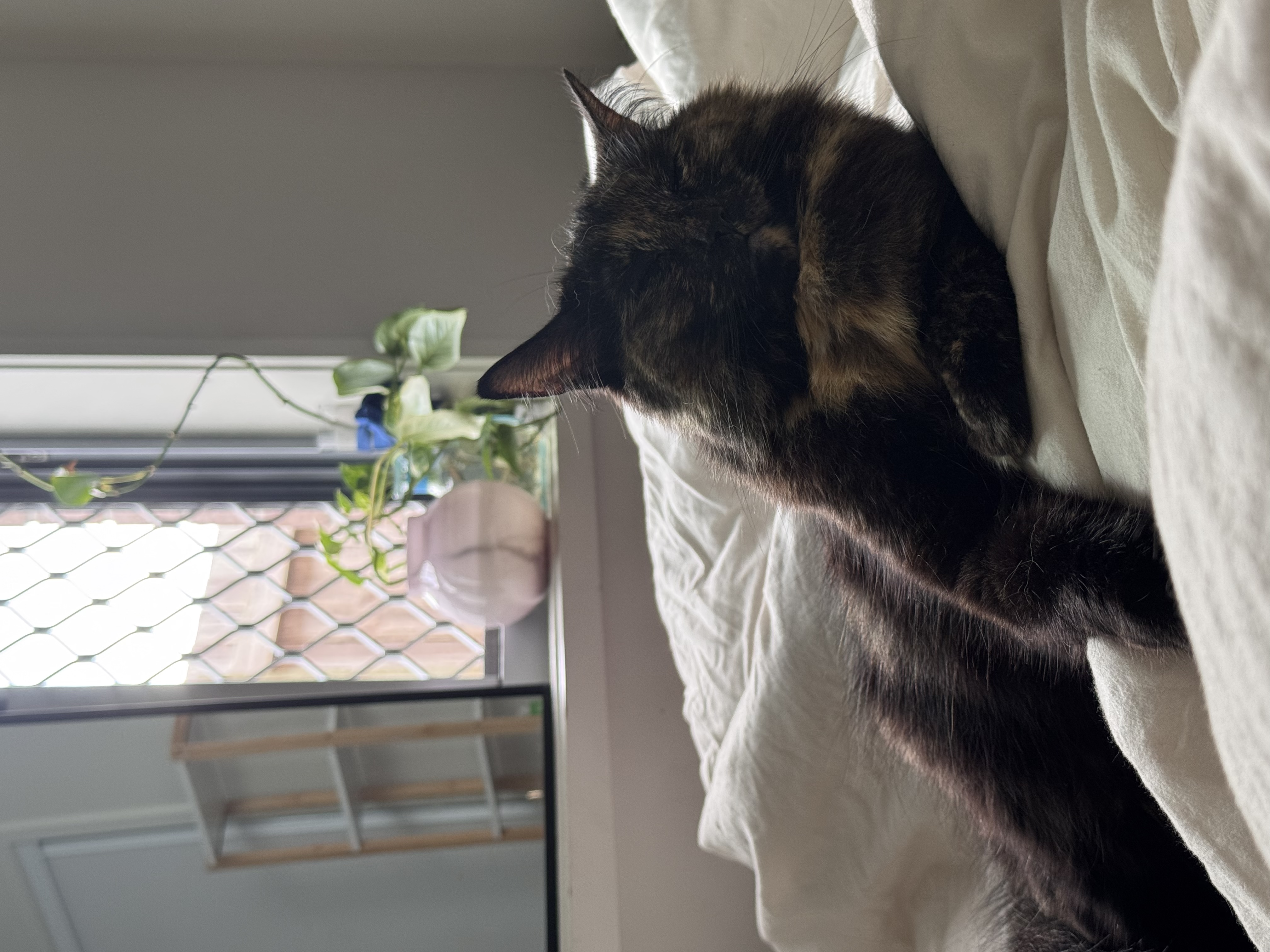 image-16