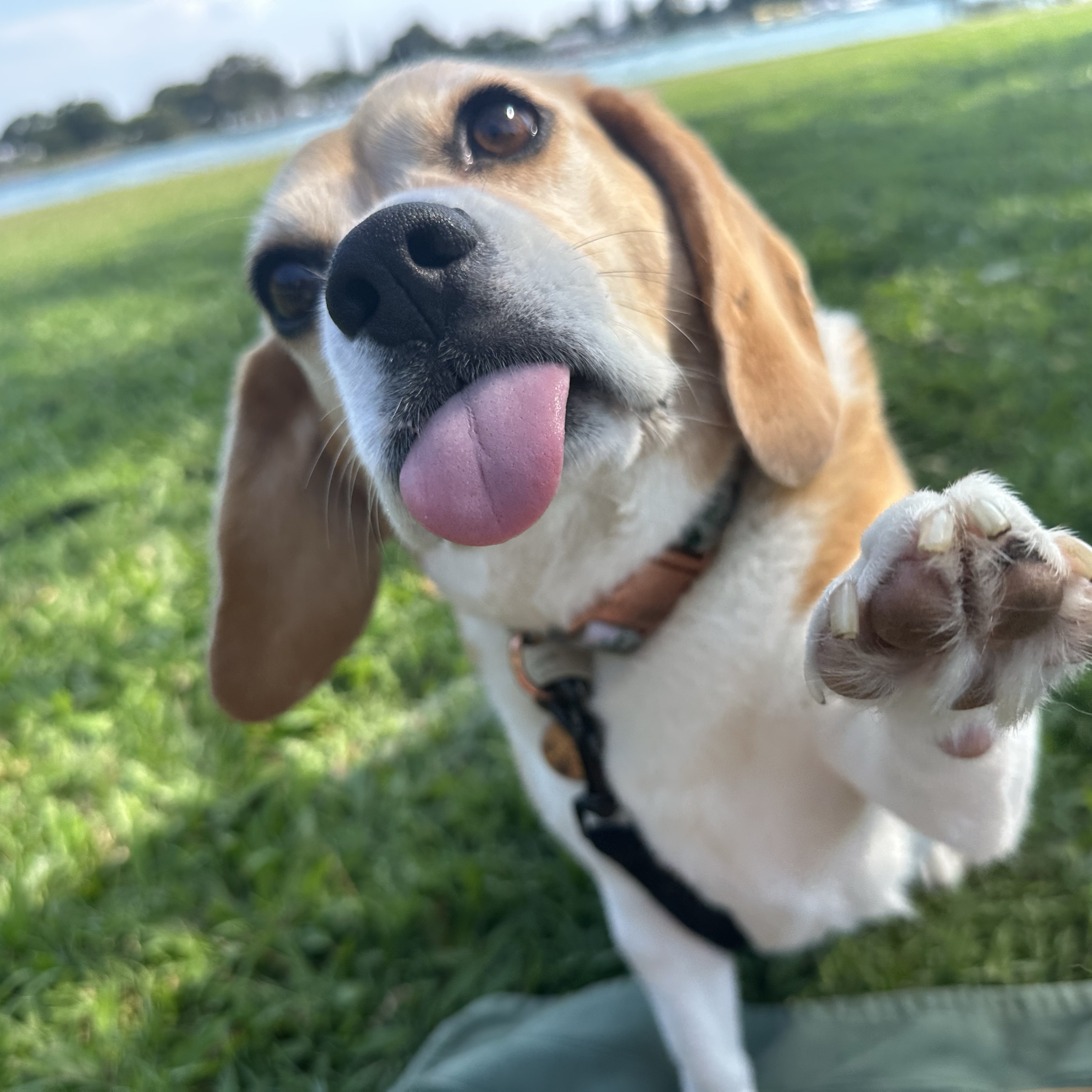 Lilli