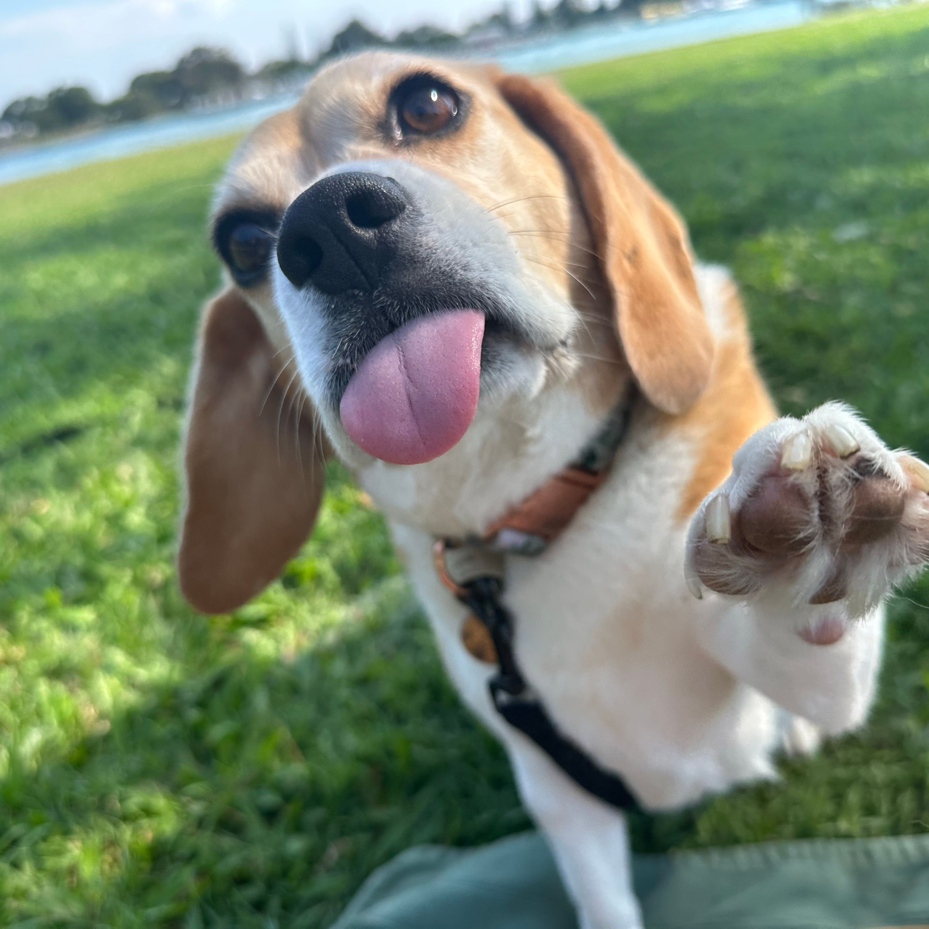 Lilli