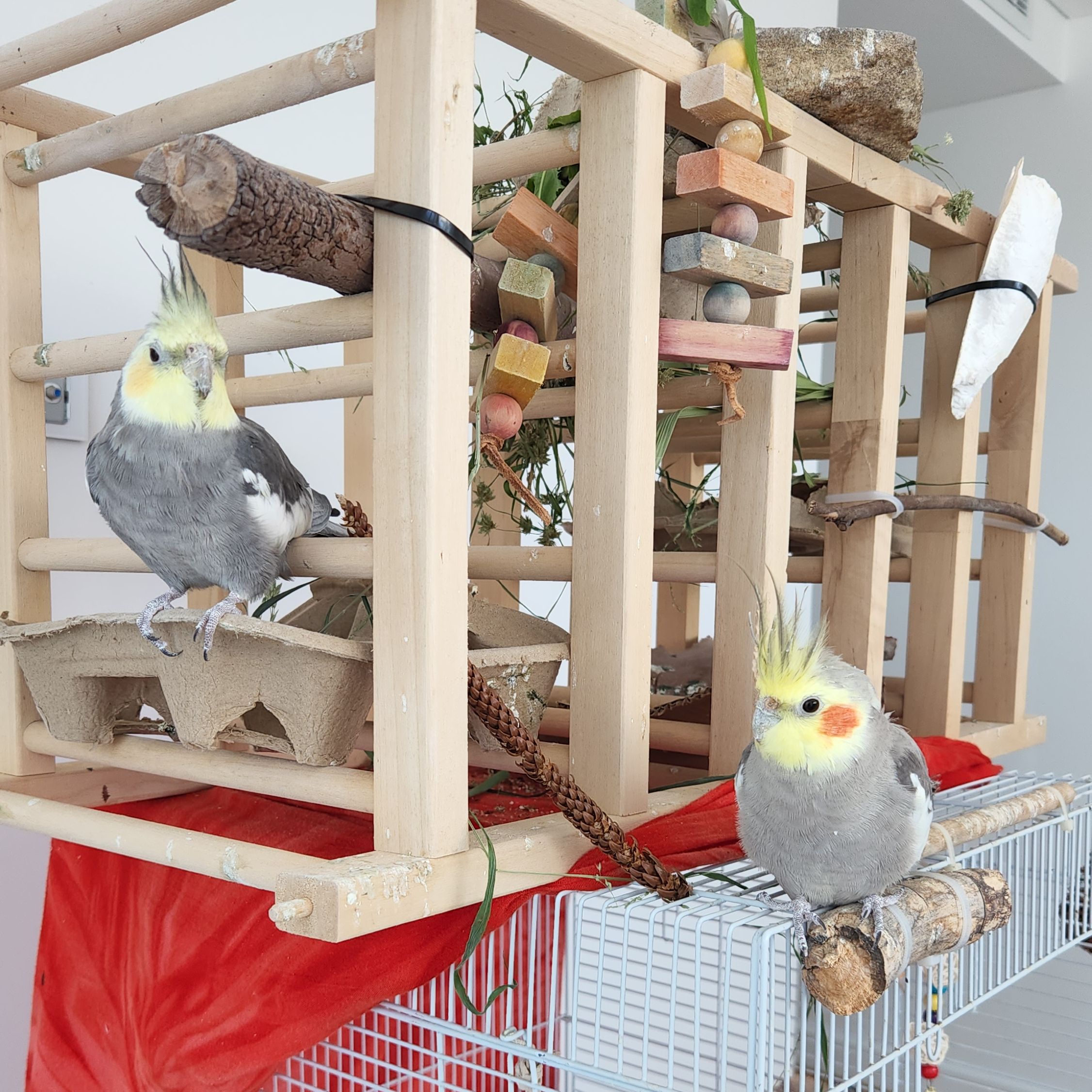 Daisy, Piccolo and Freckles