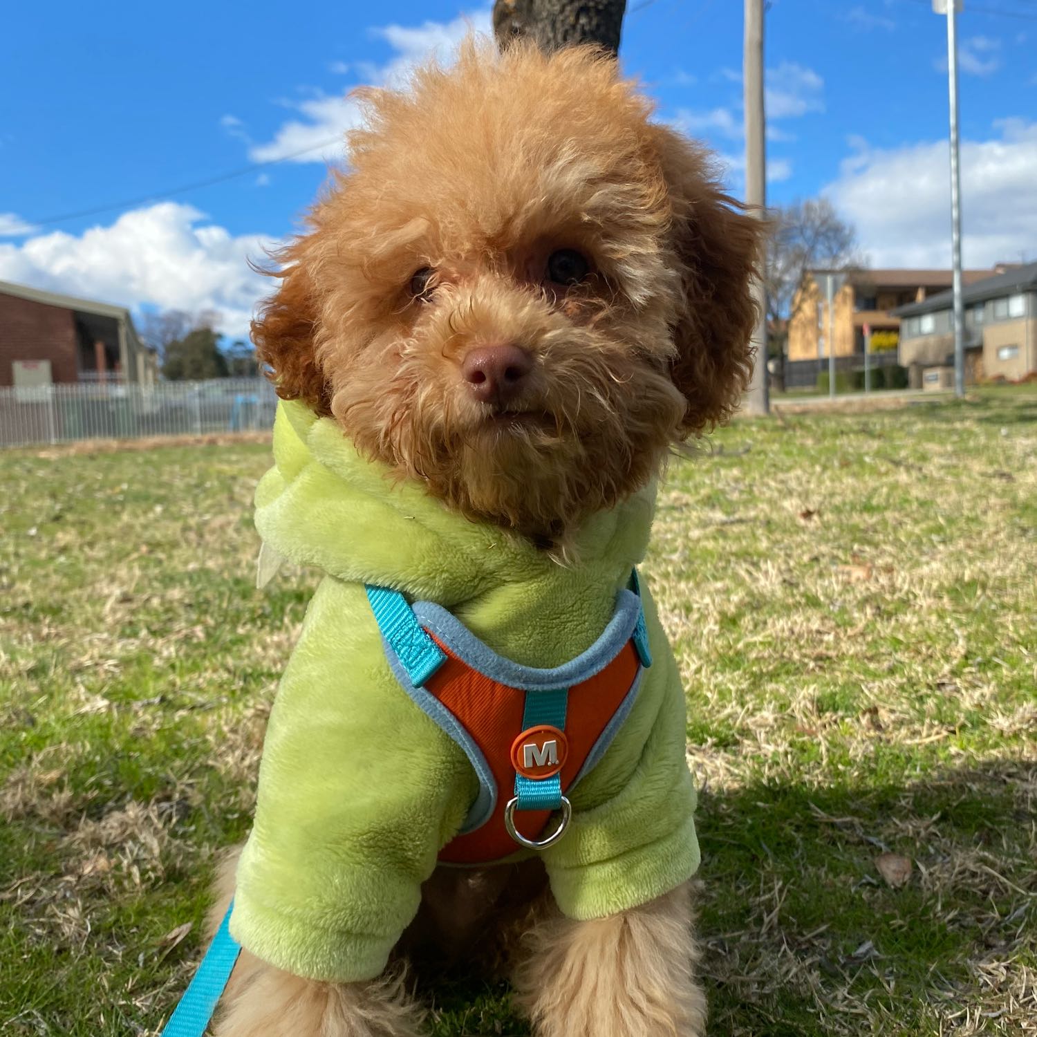 Lorax