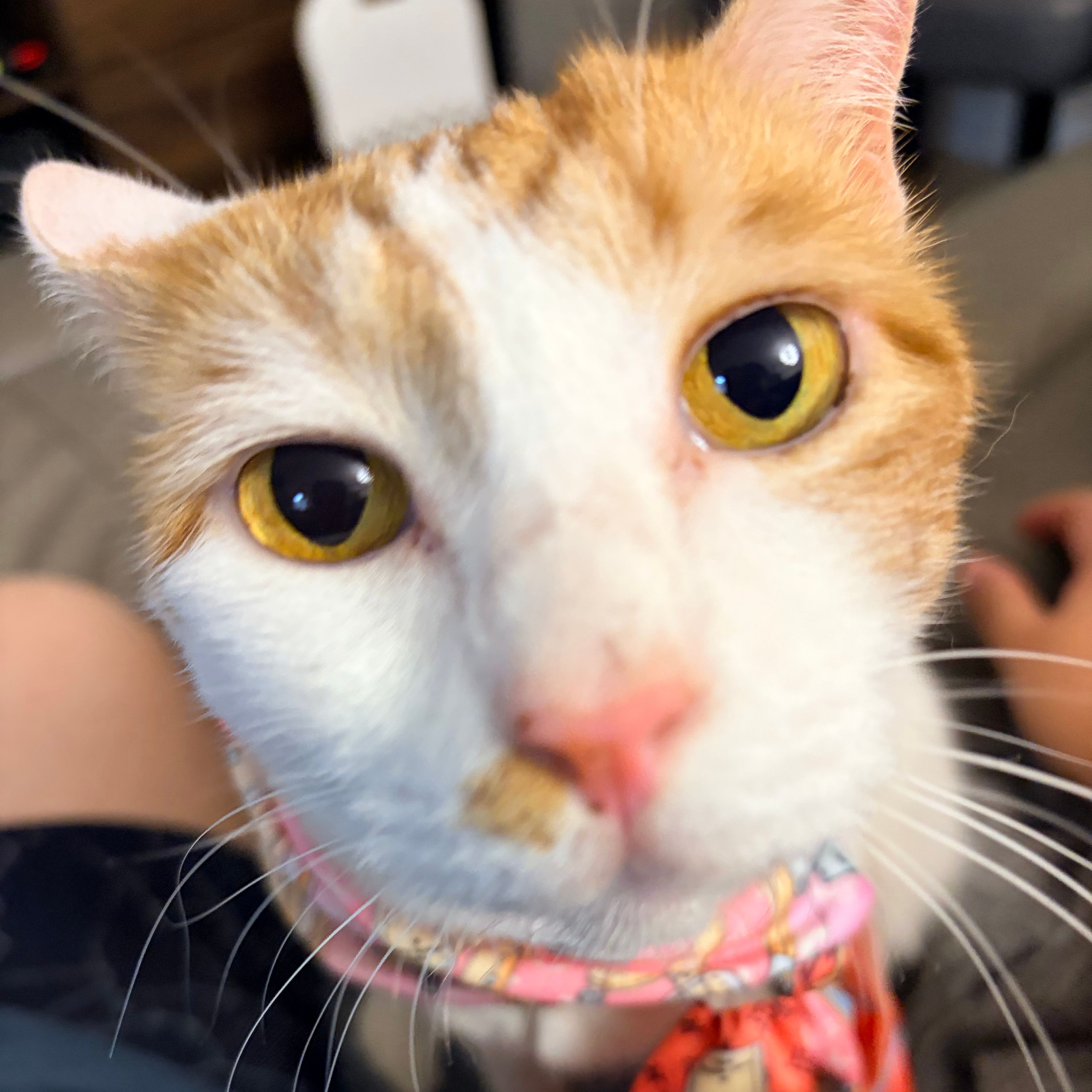 Ginger
