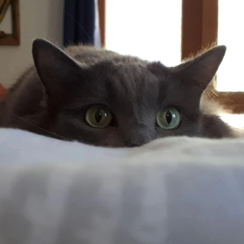 Minxy 