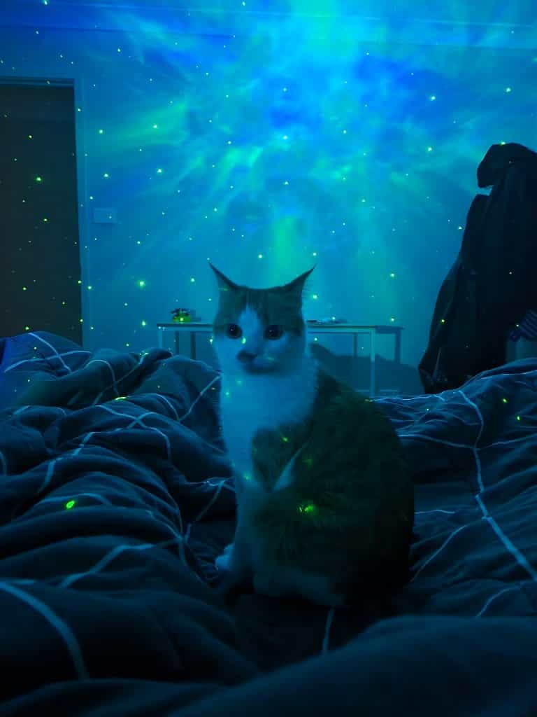 Nala Dorito Babywhale