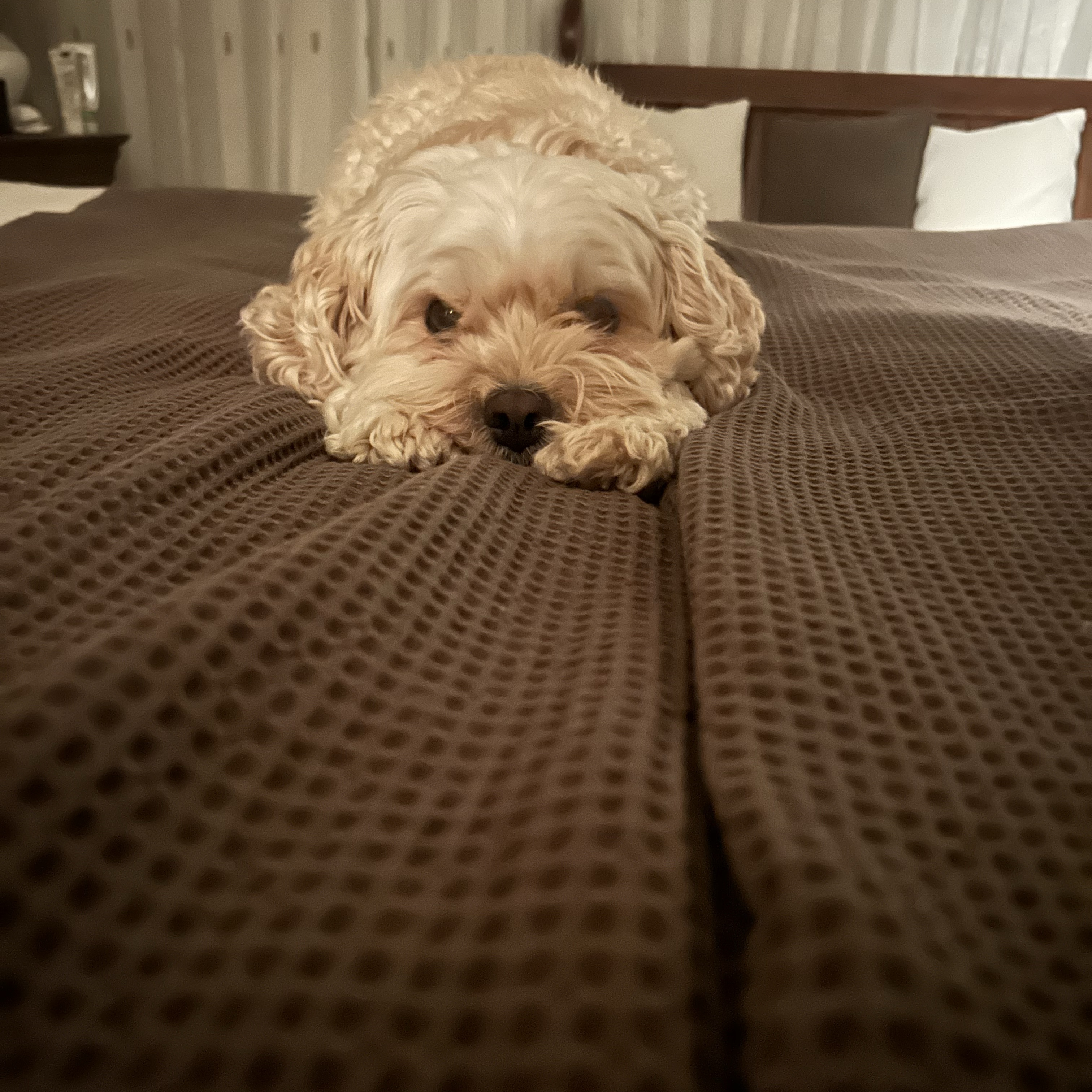 Lewi