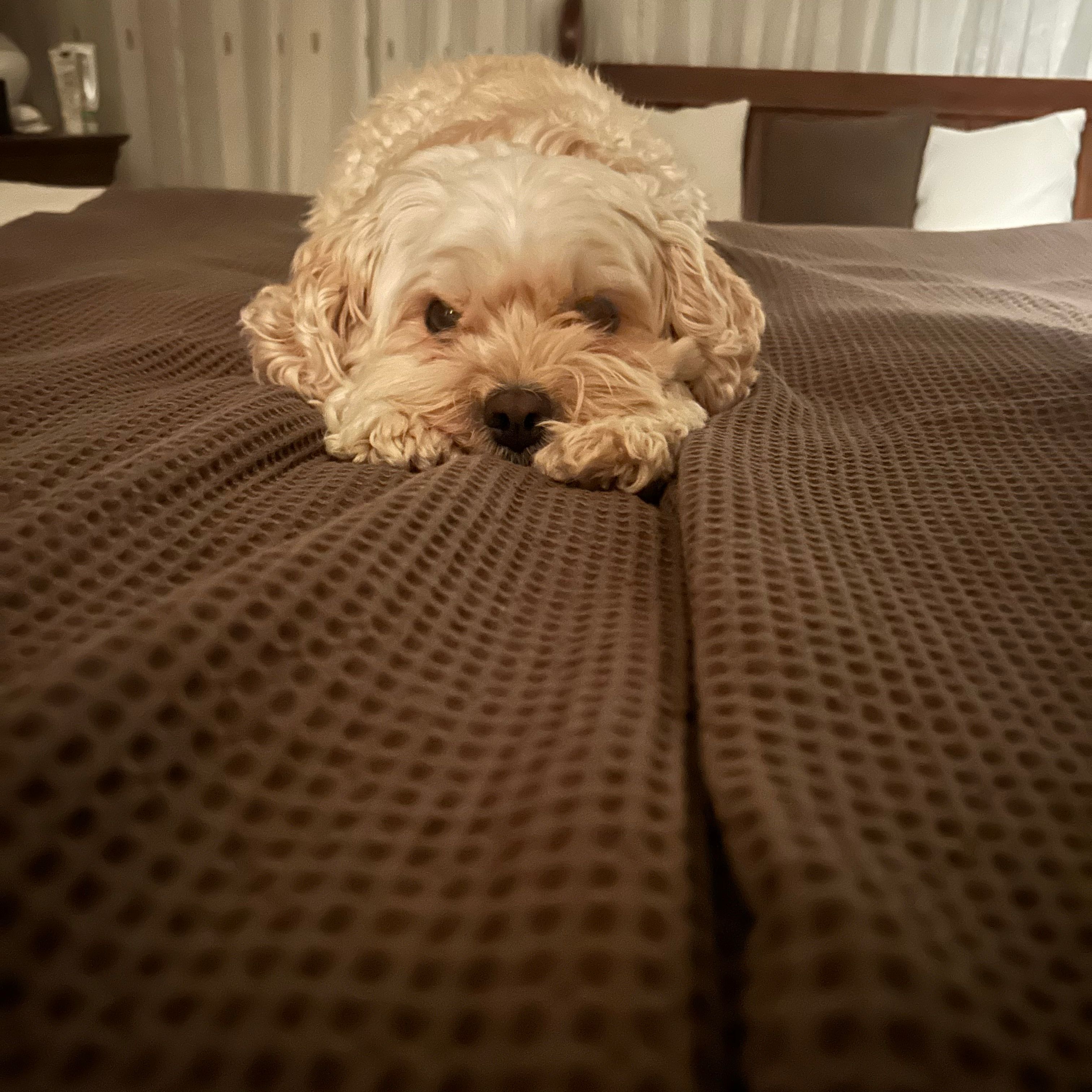 Lewi