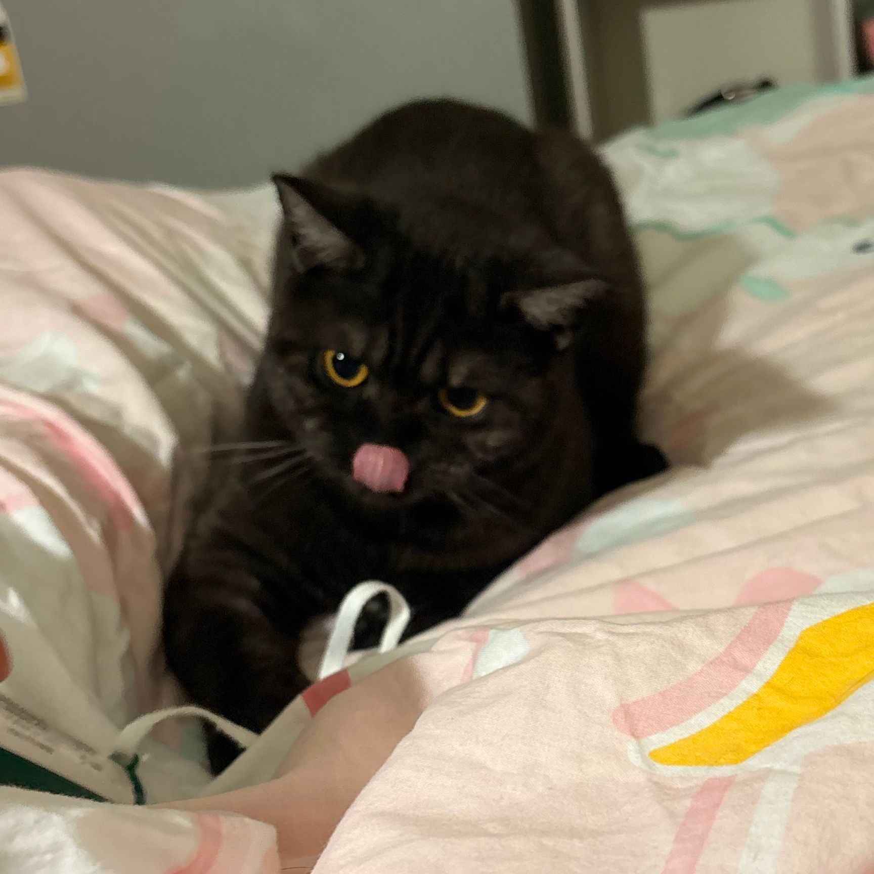 Stormi