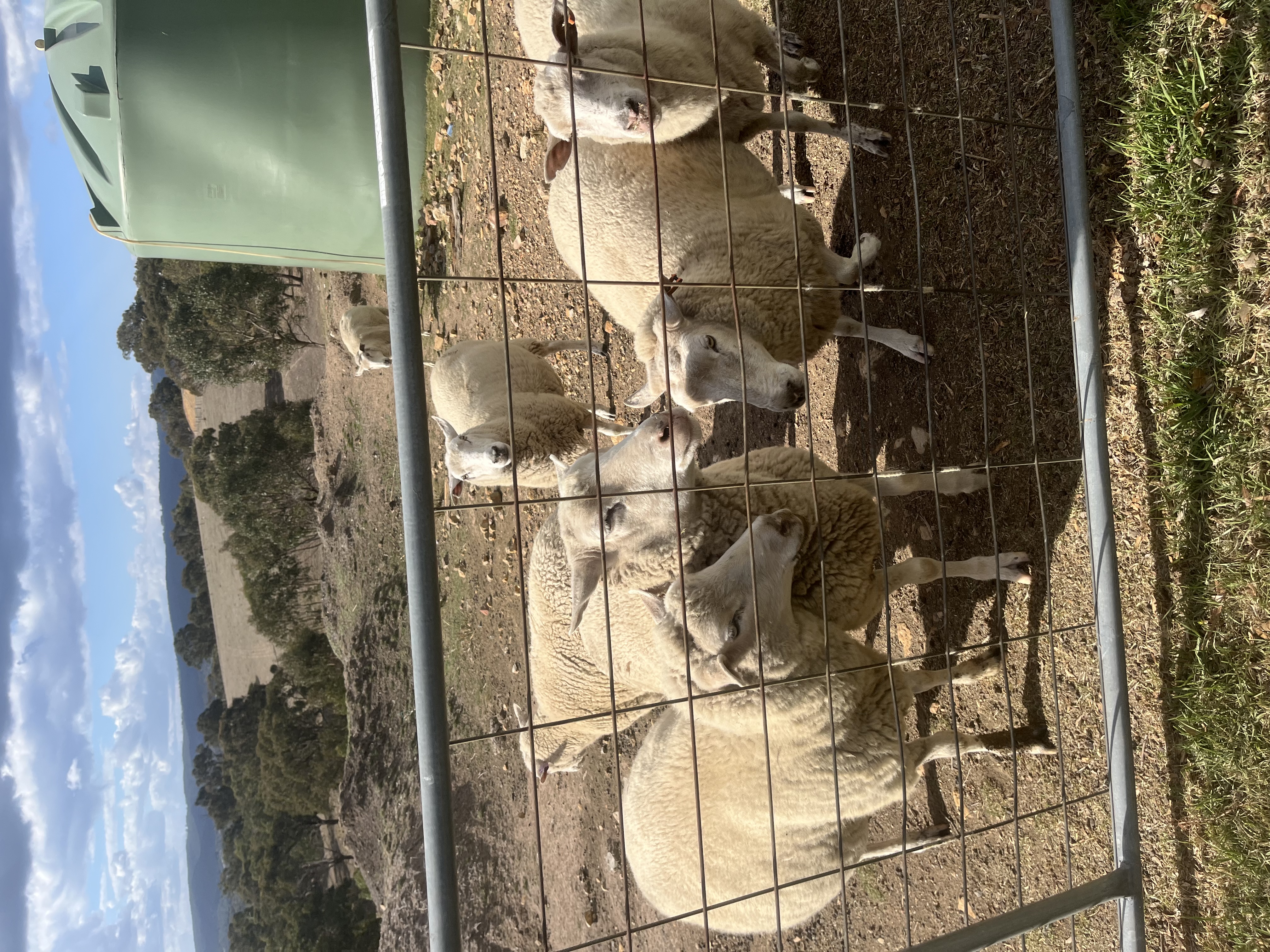 image-7