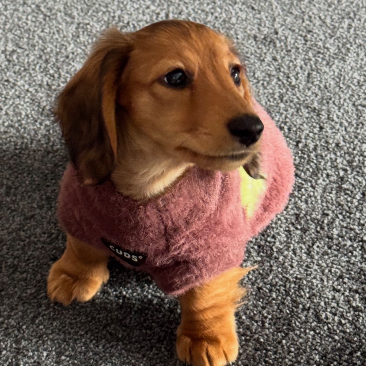 Harriet