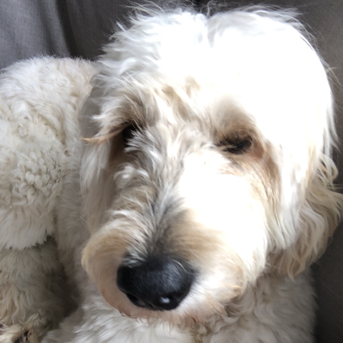 Bailey