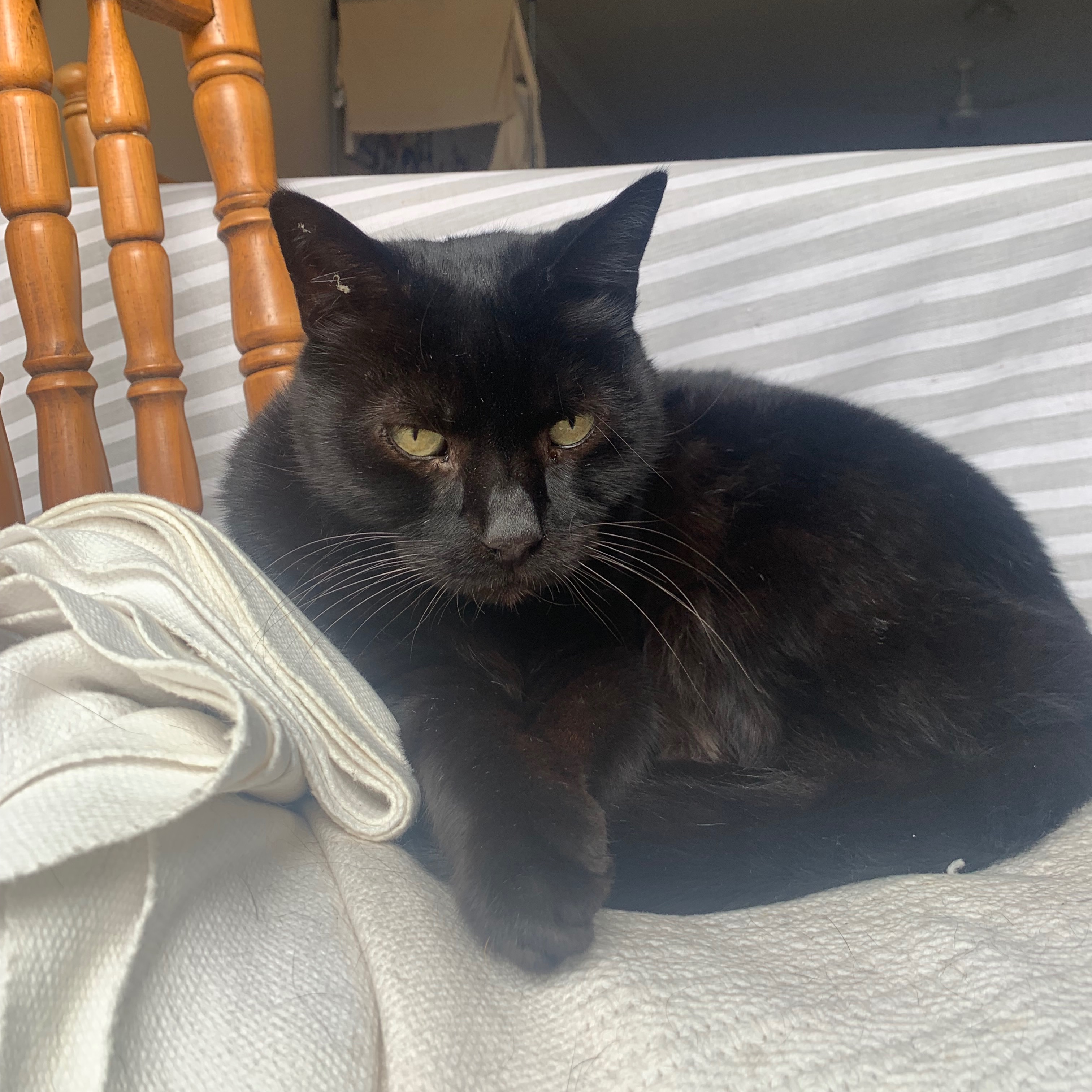 Franklin