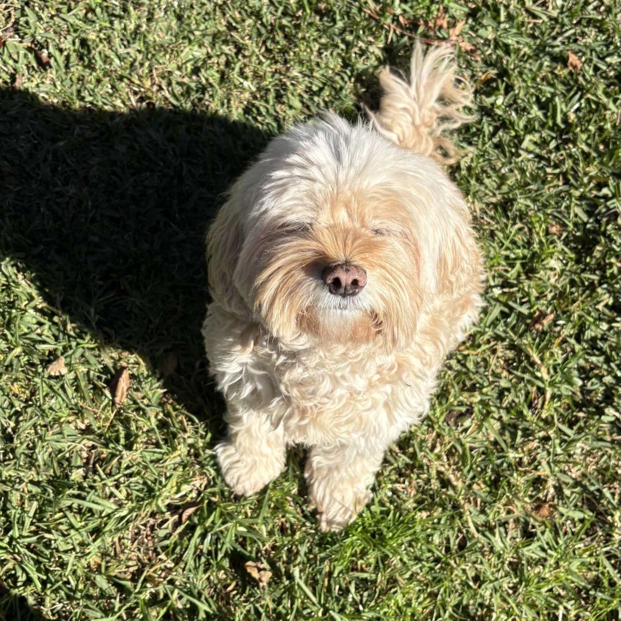 Odie
