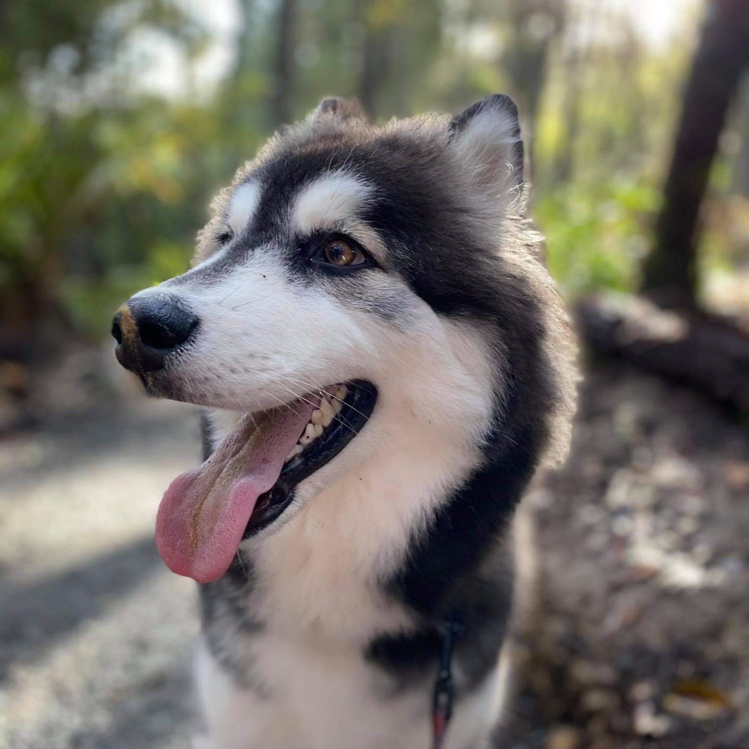 Mishka 