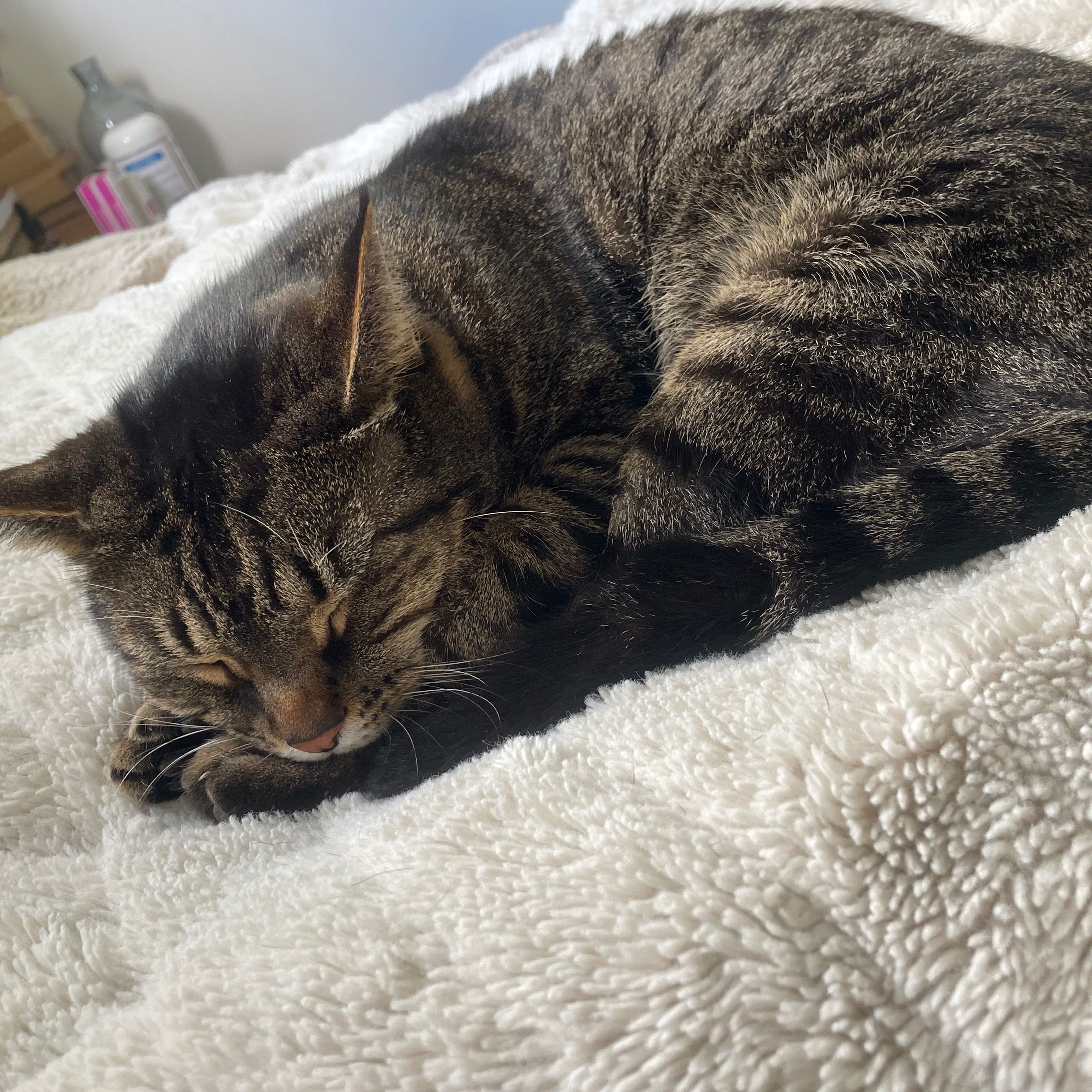 Oscar