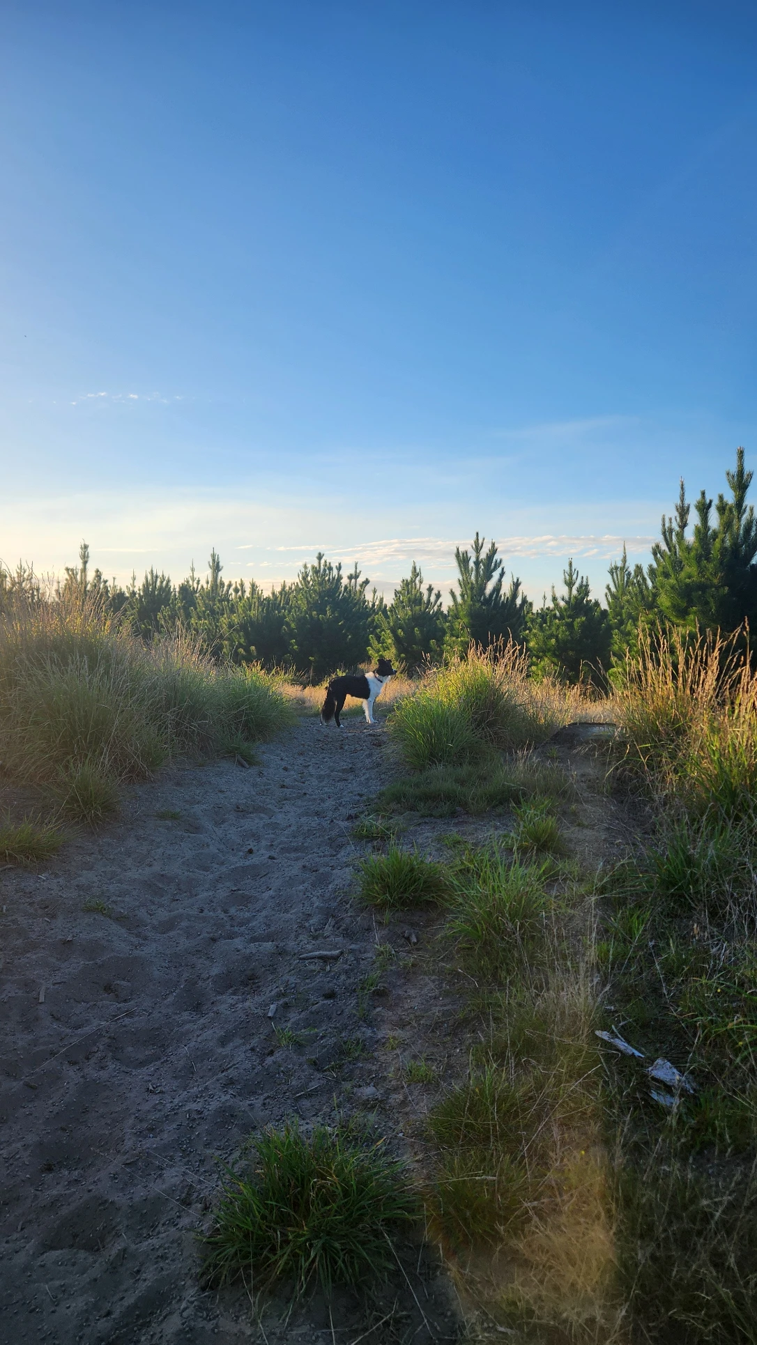 image-0