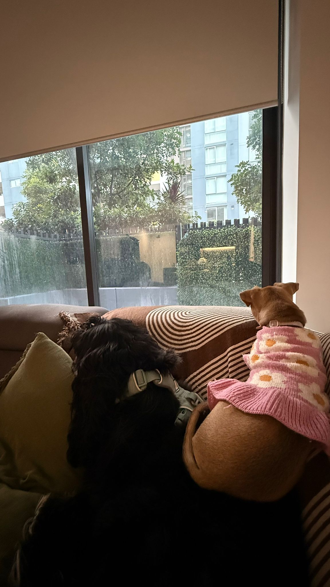 image-7