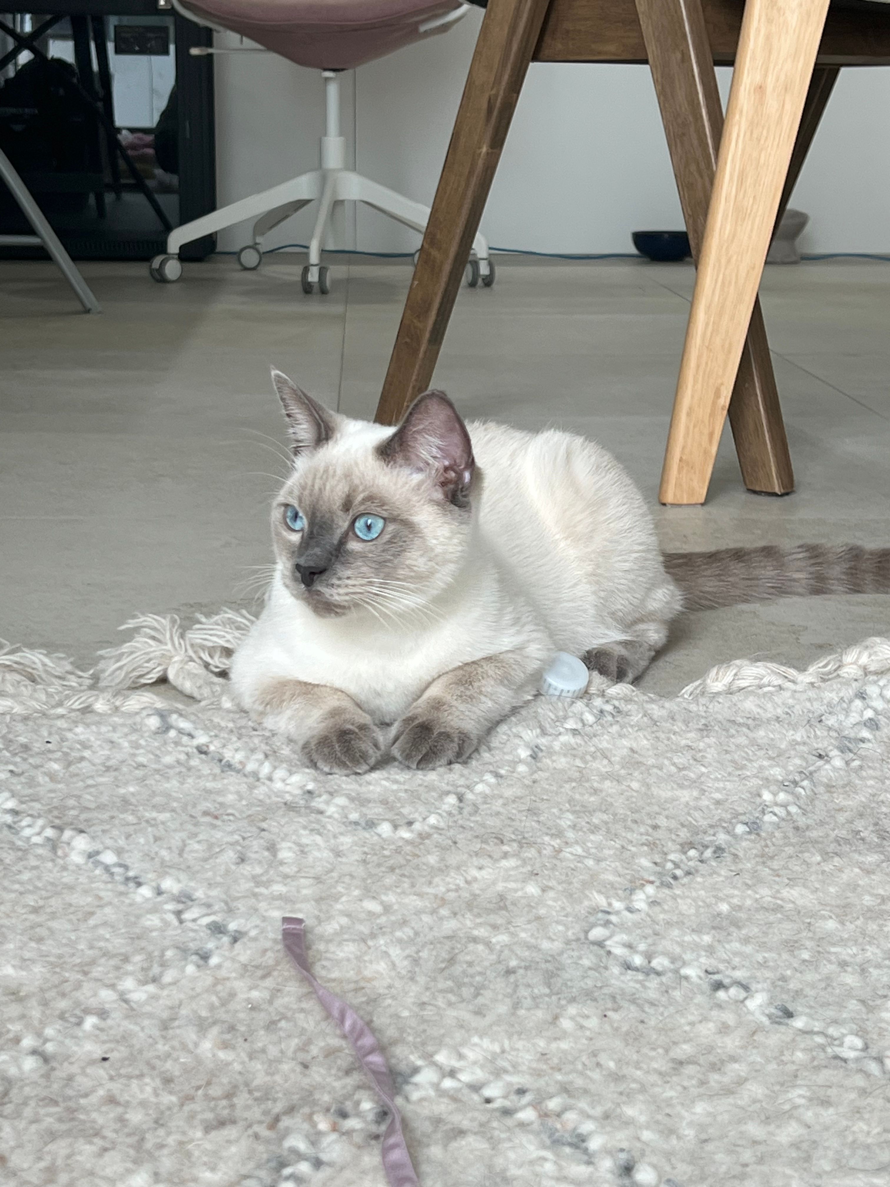 image-7