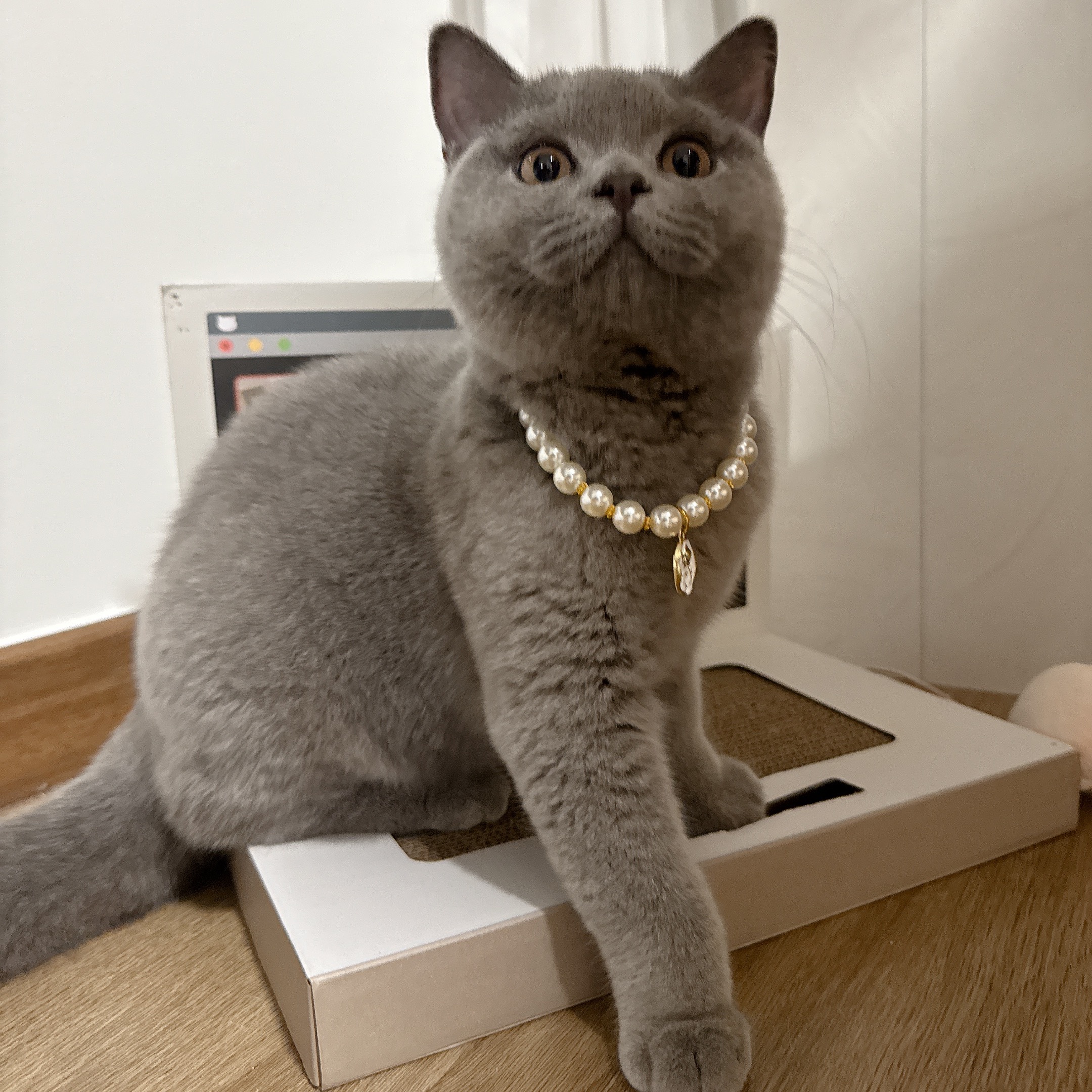 Furitsukirin (Tsuki)