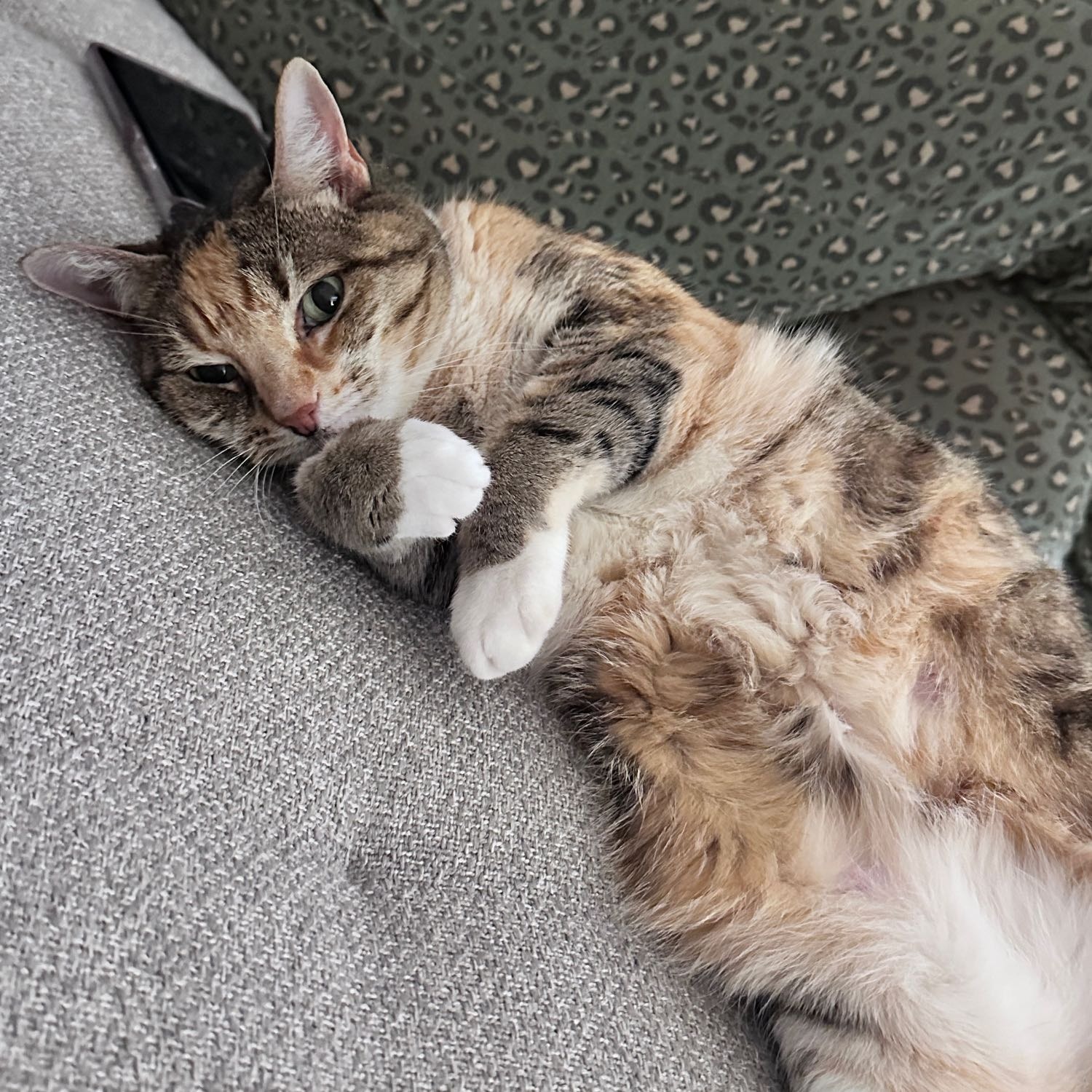 Bella