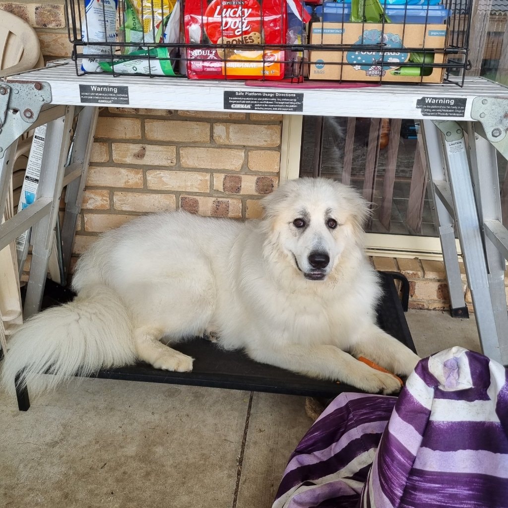 Polar Bear 