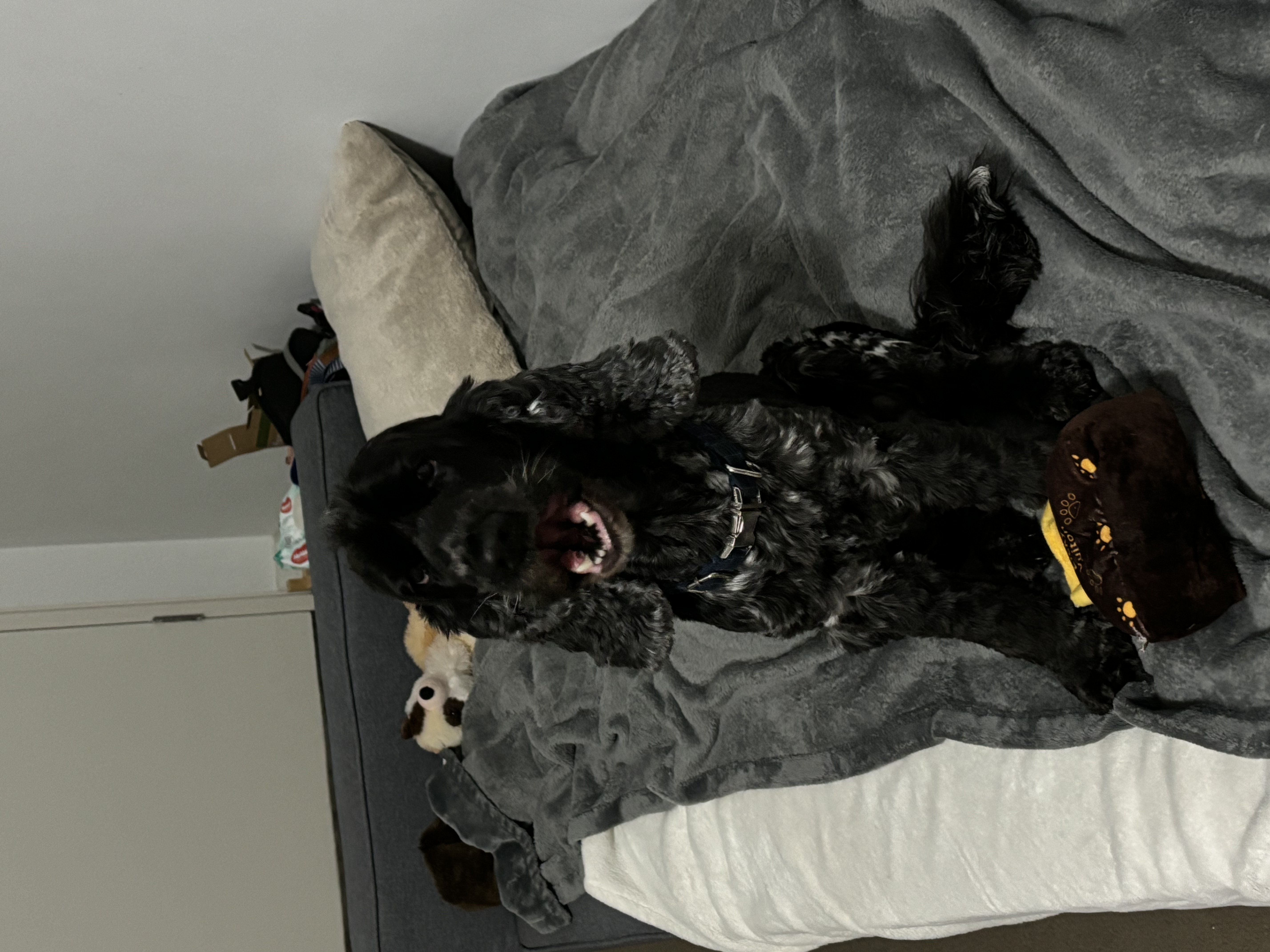 image-37