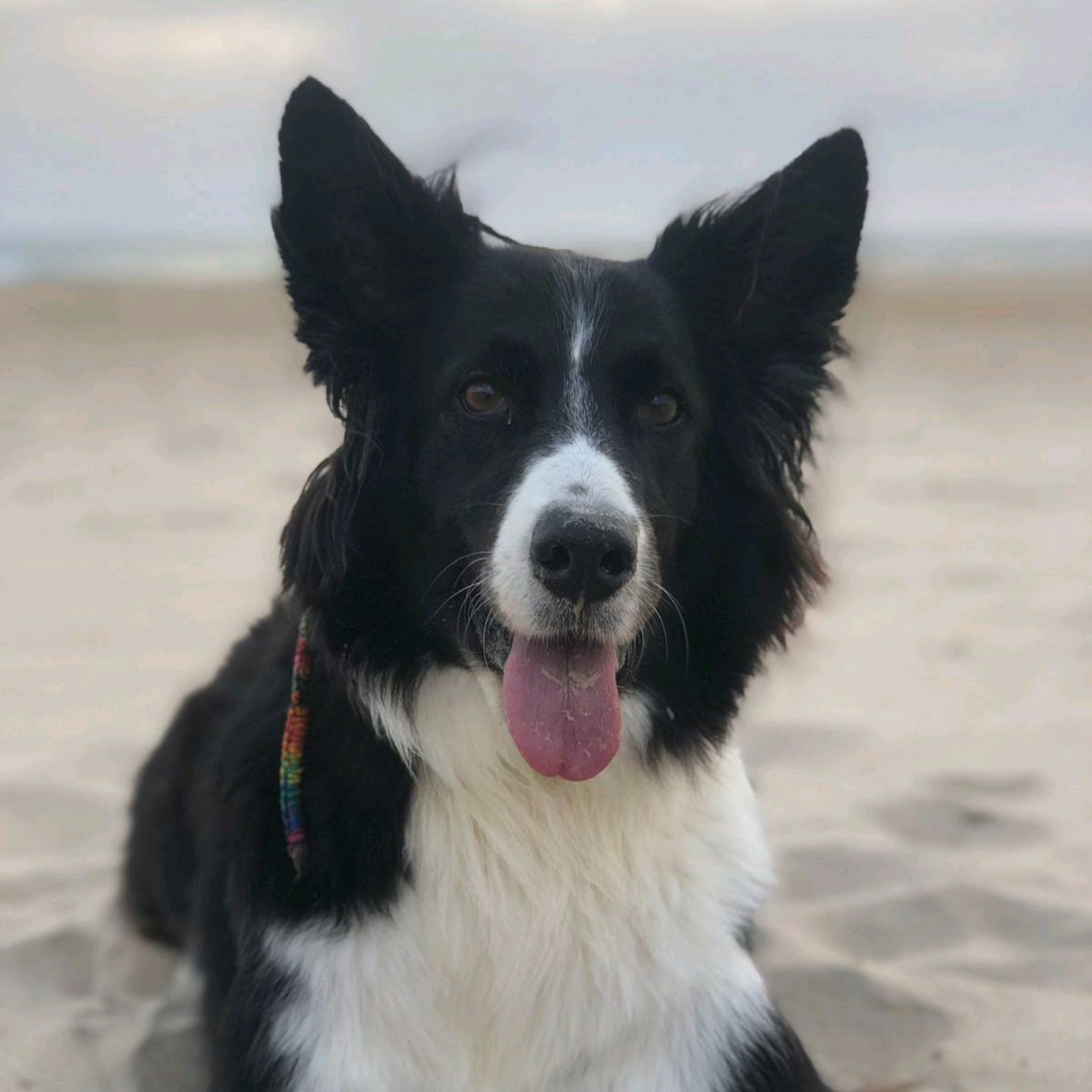 Bonnie