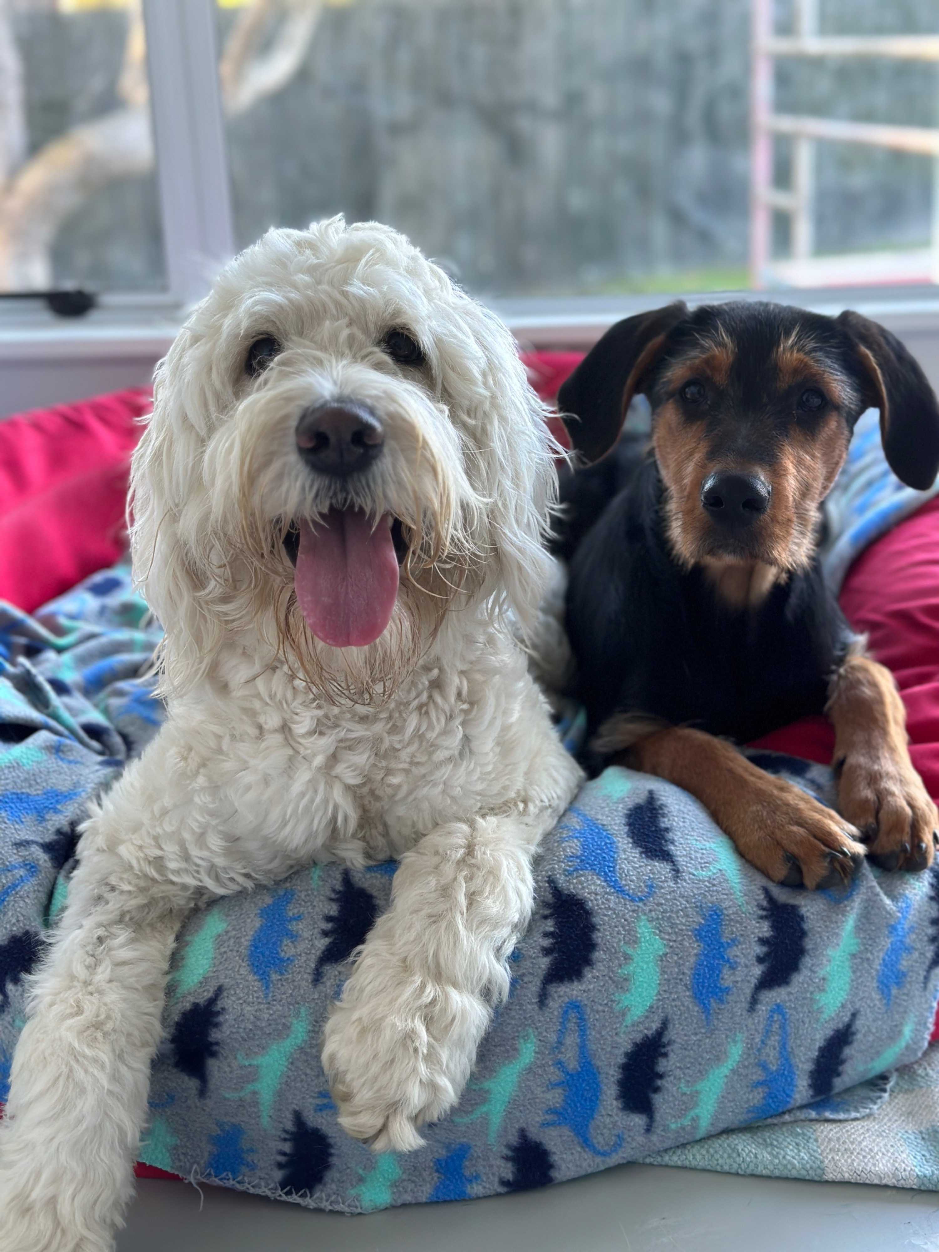 Leanne Pet sitter in Hauraki