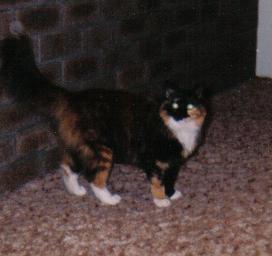 image-7