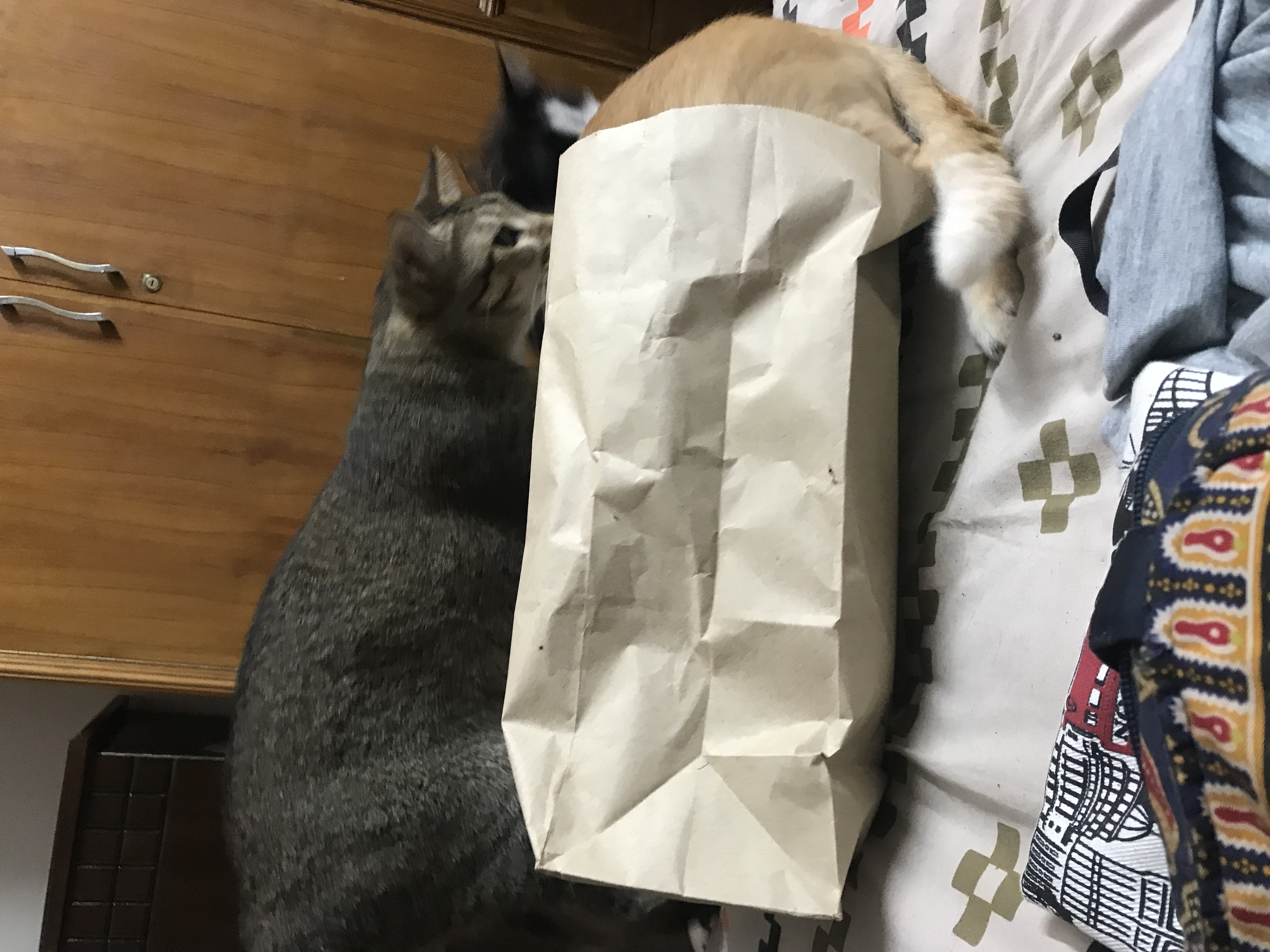 image-7