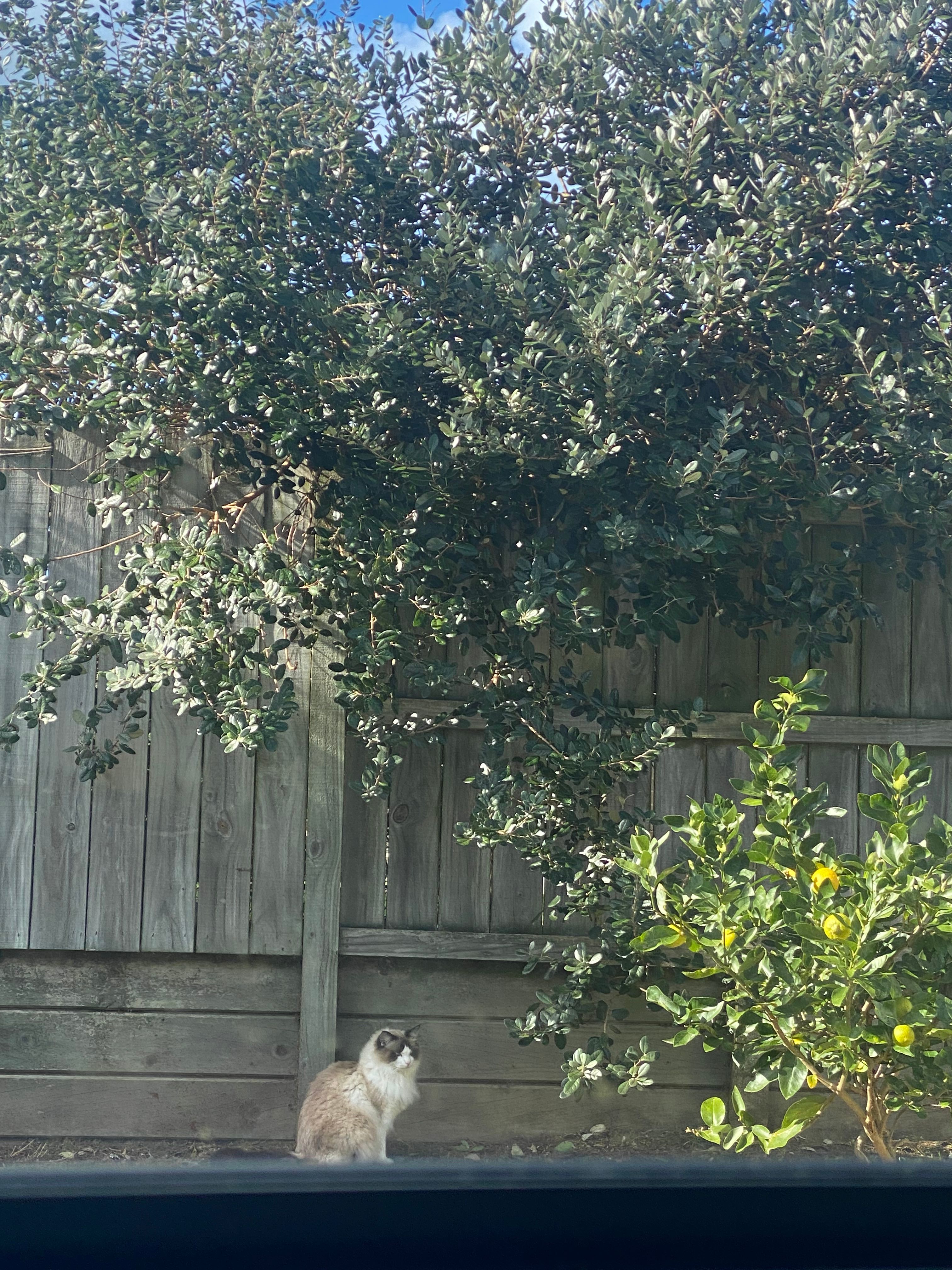 image-15