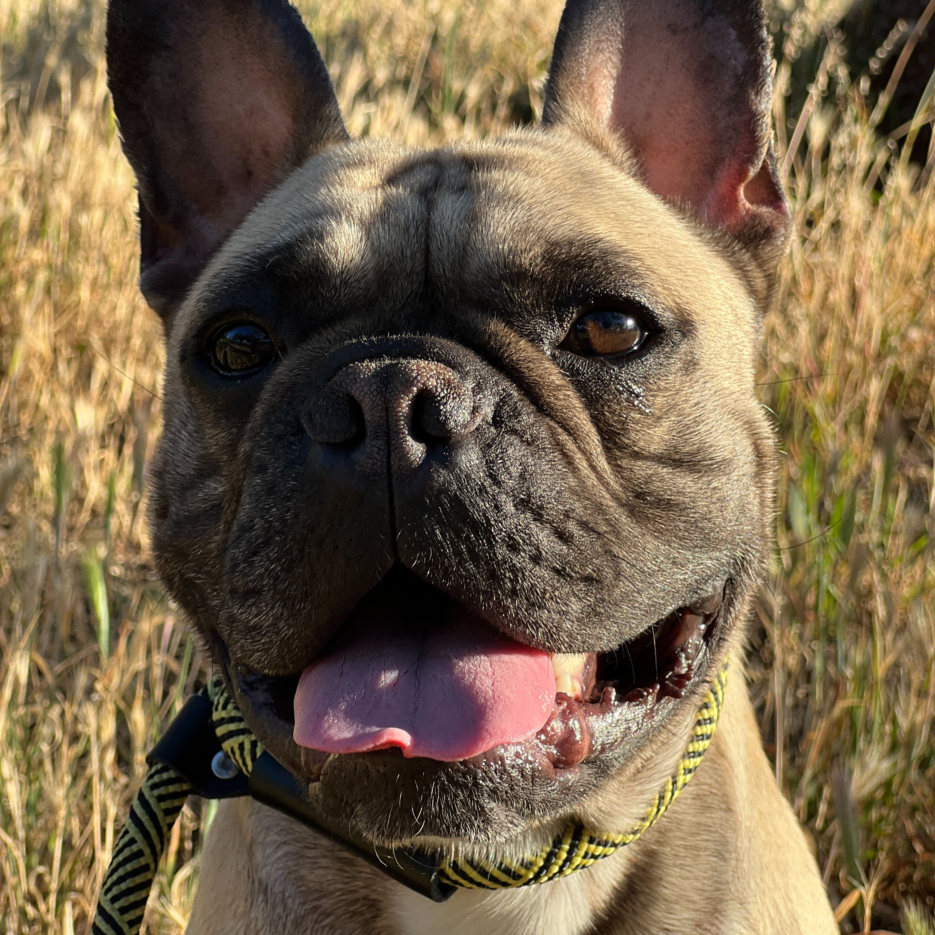 Fred