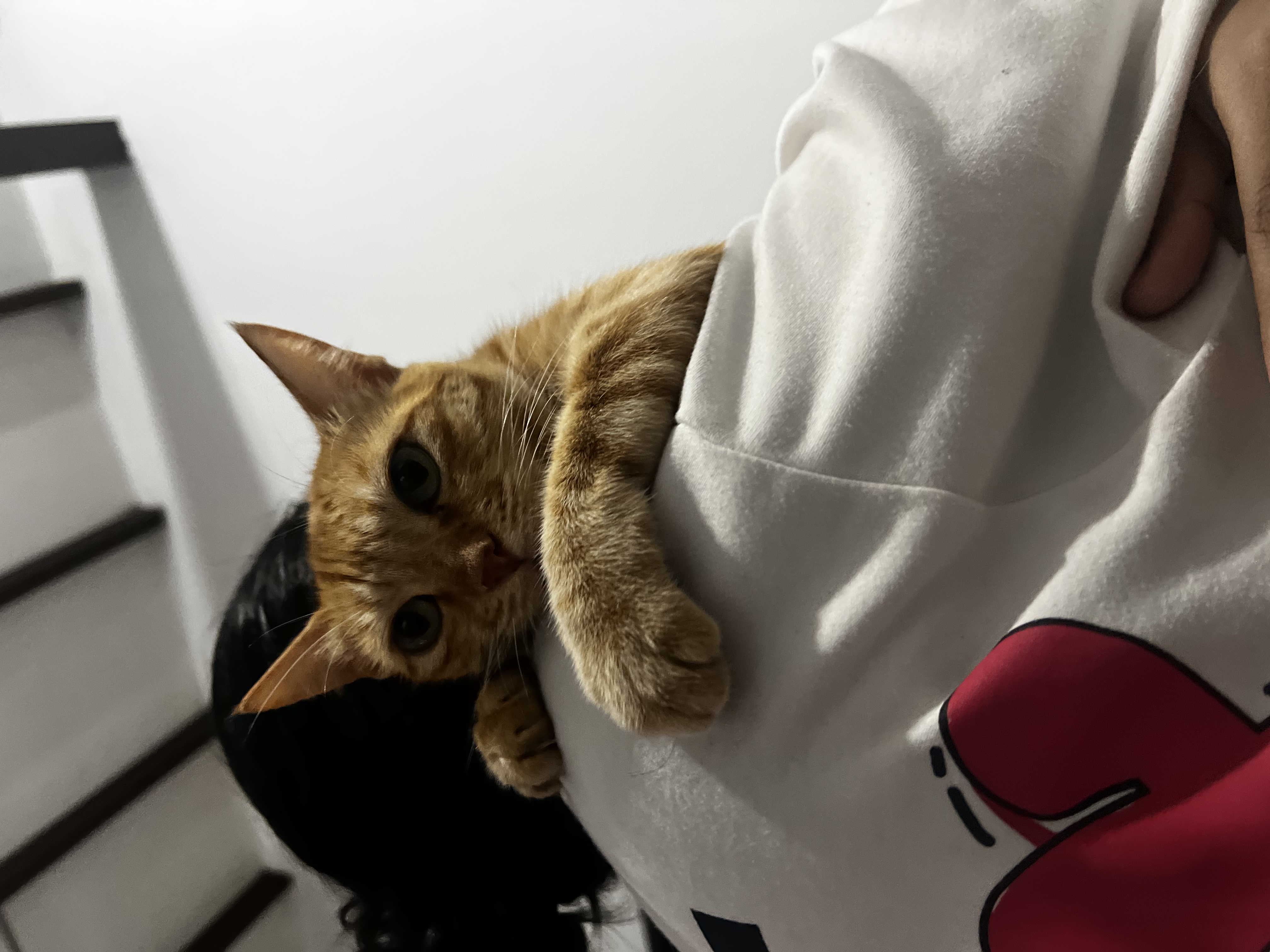 image-7