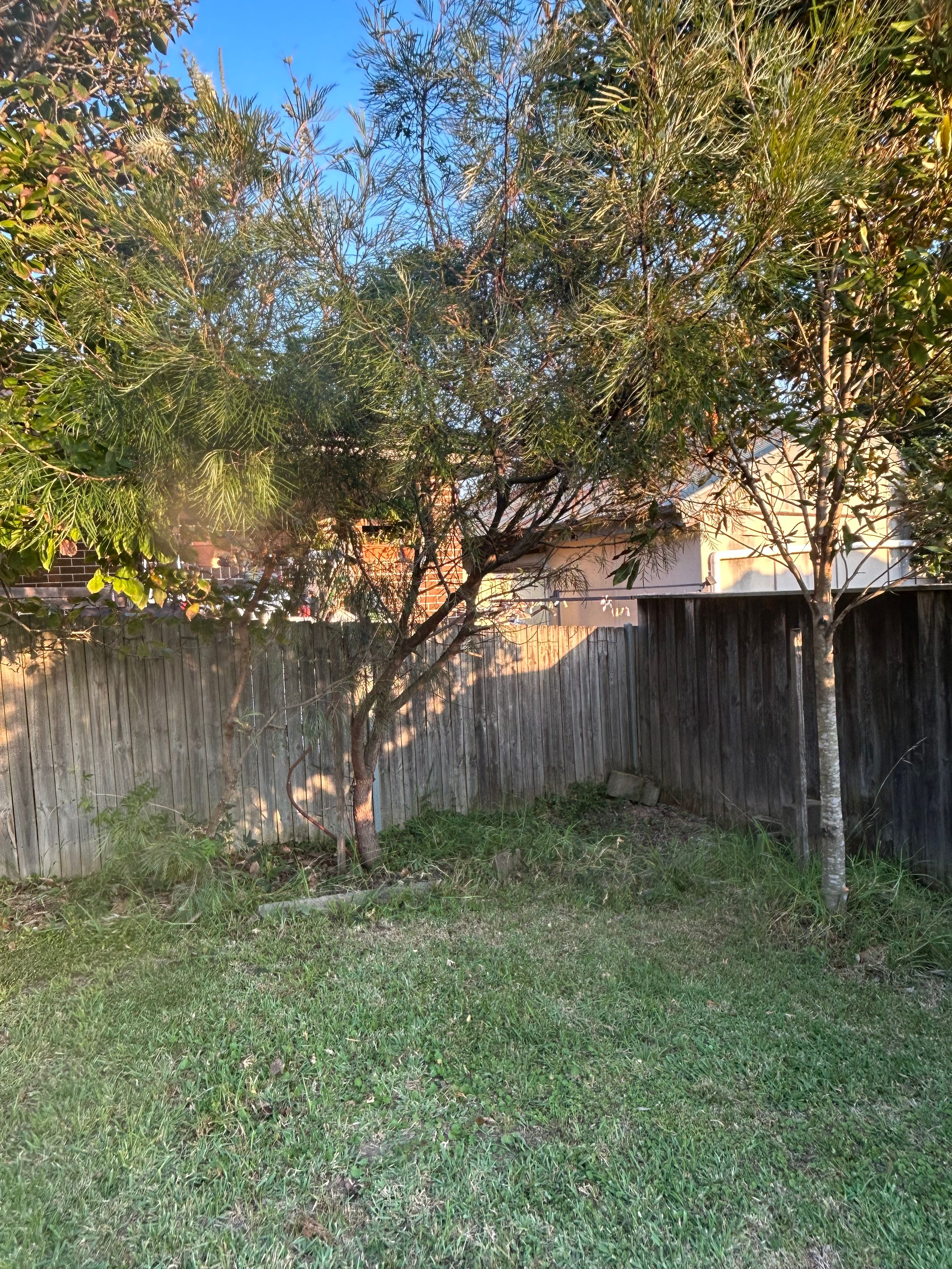 image-19