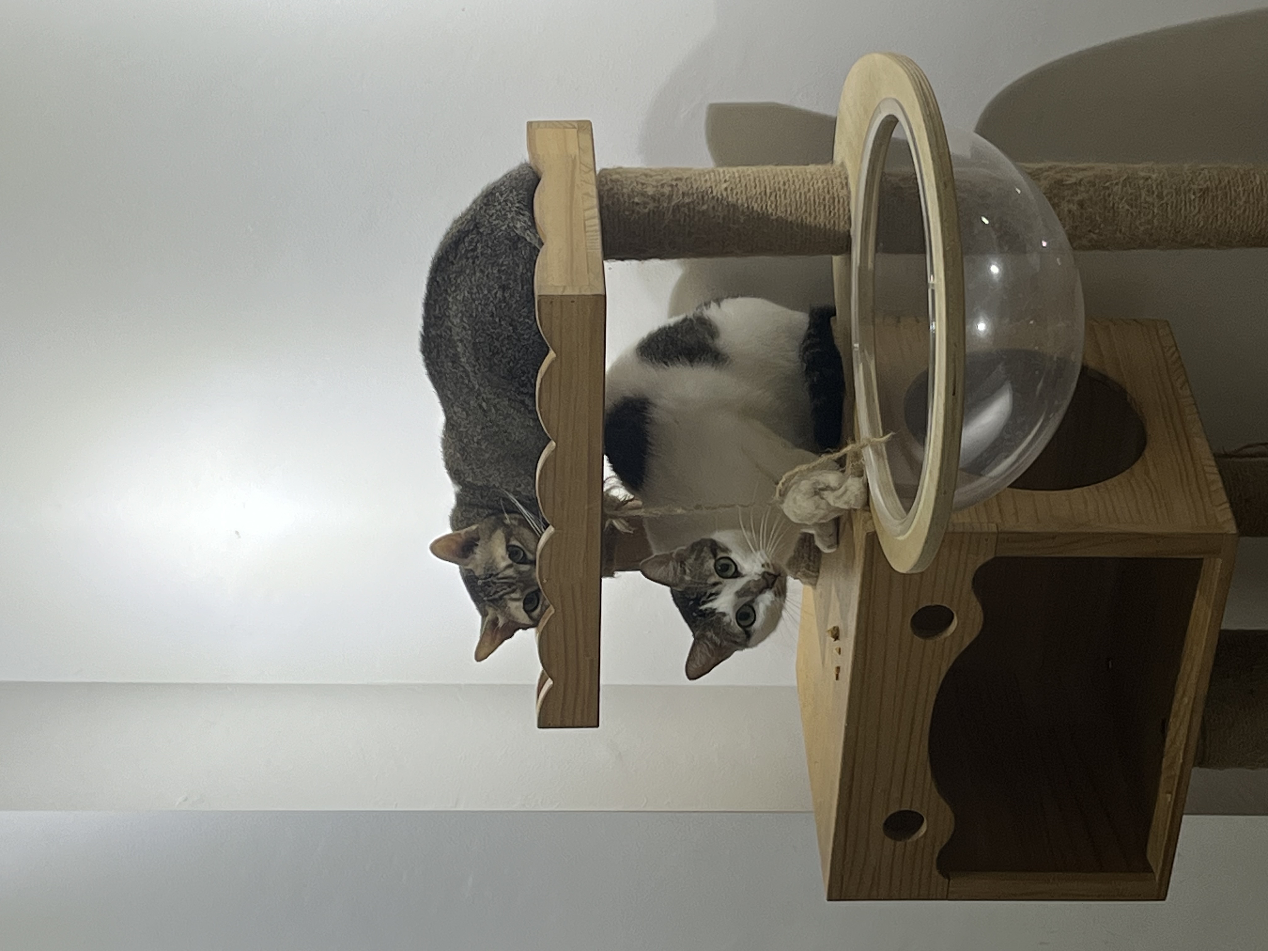 image-7