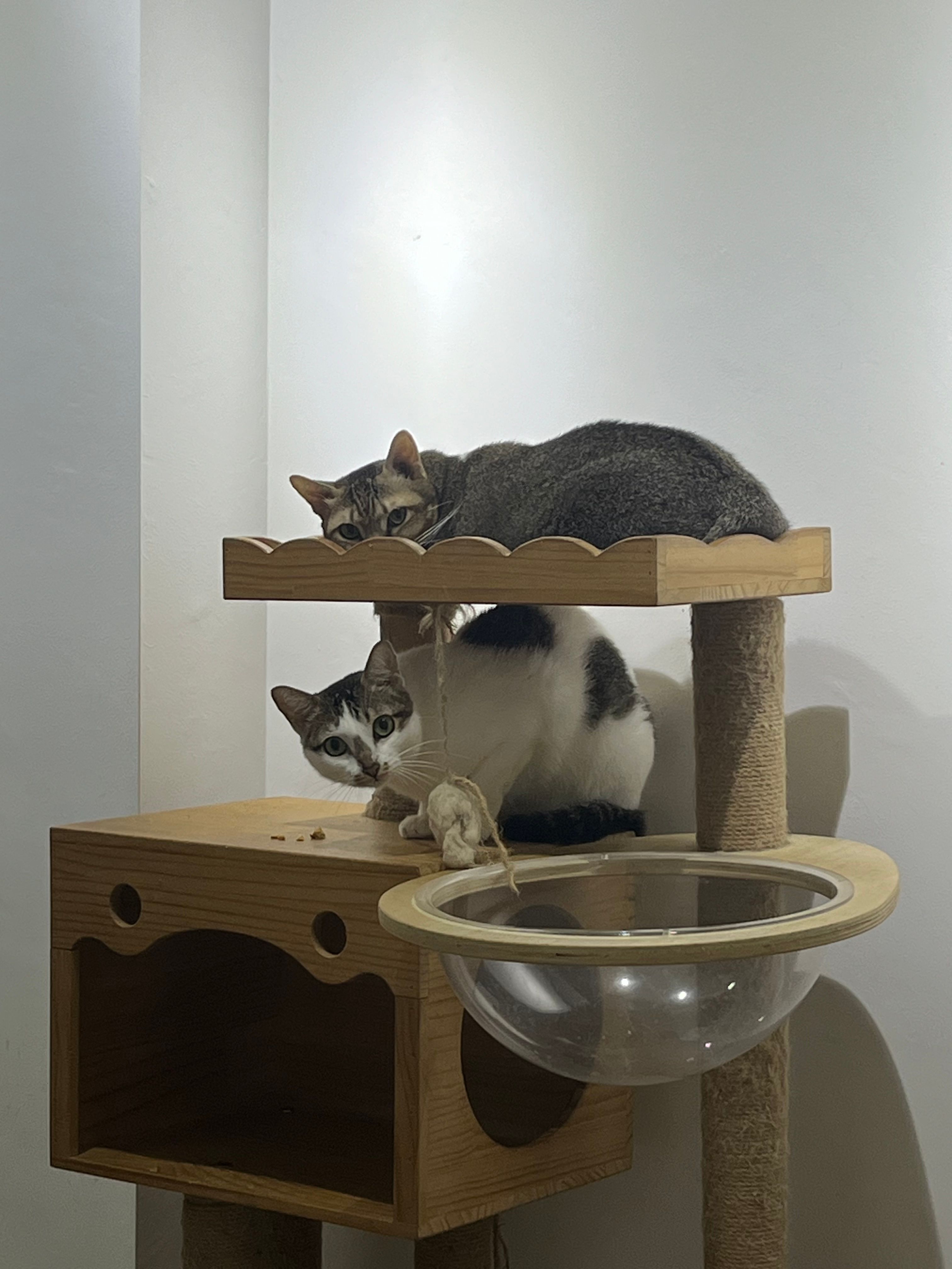 image-7
