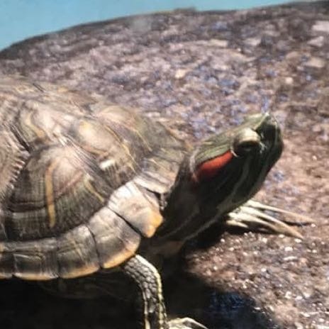 Turtle Trio - Squirtle, Bowser, Leonardo