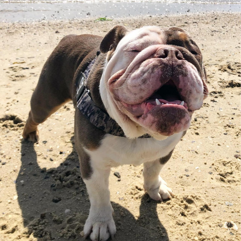 Diesel