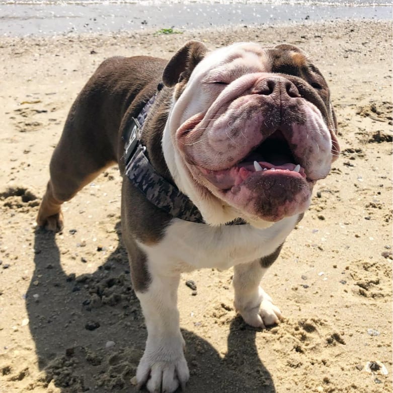 Diesel