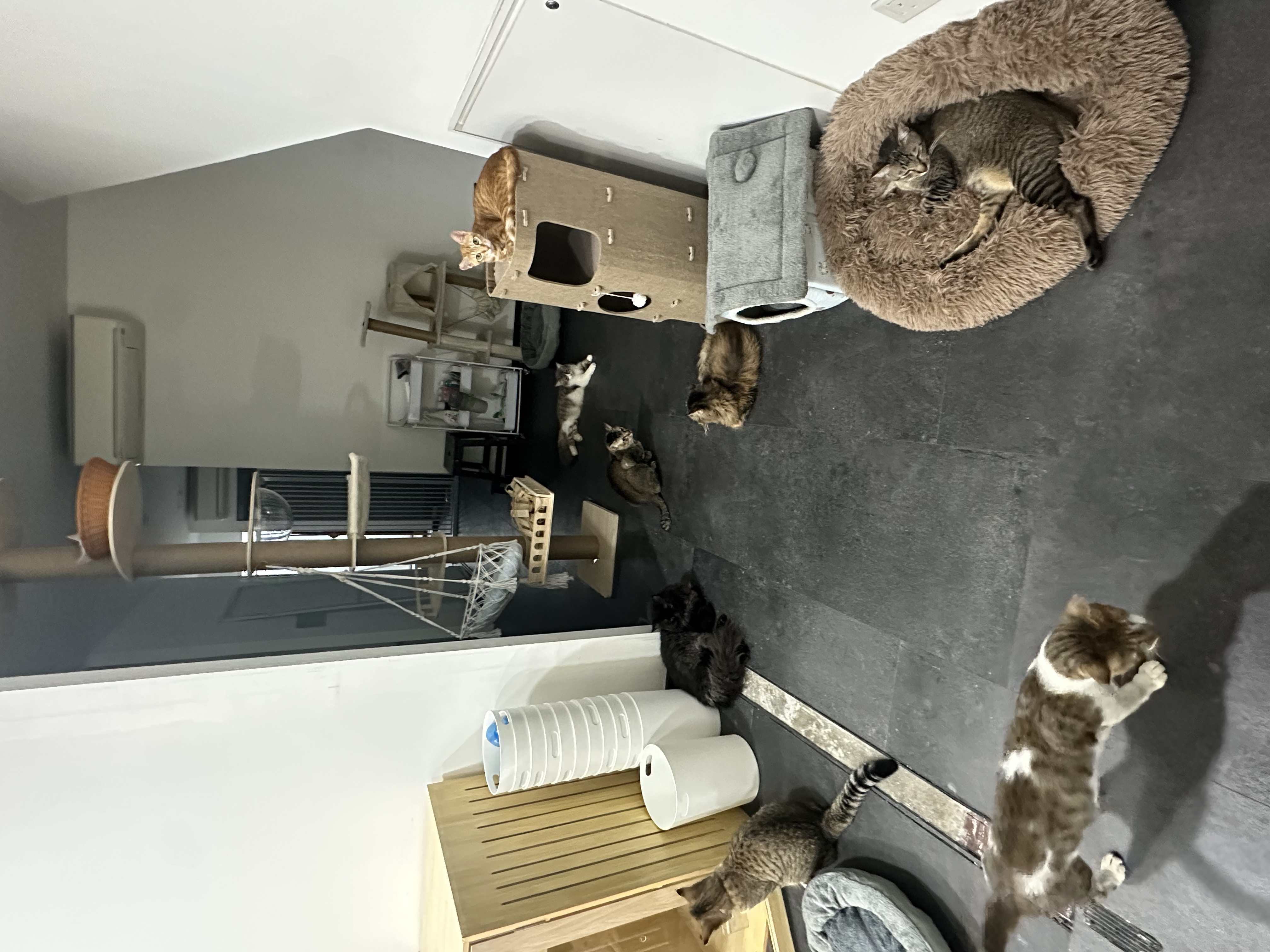 image-11