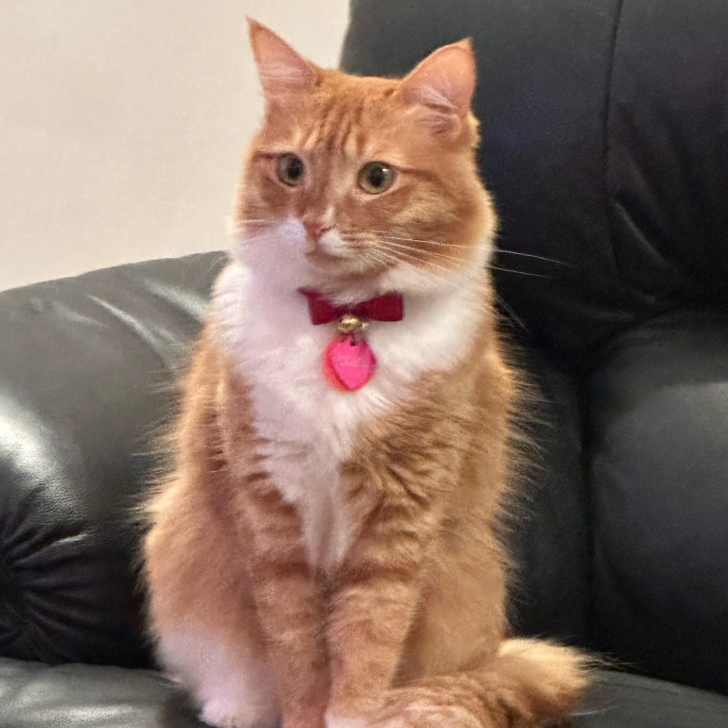 cleo