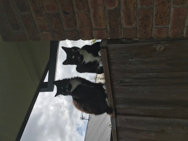 image-4
