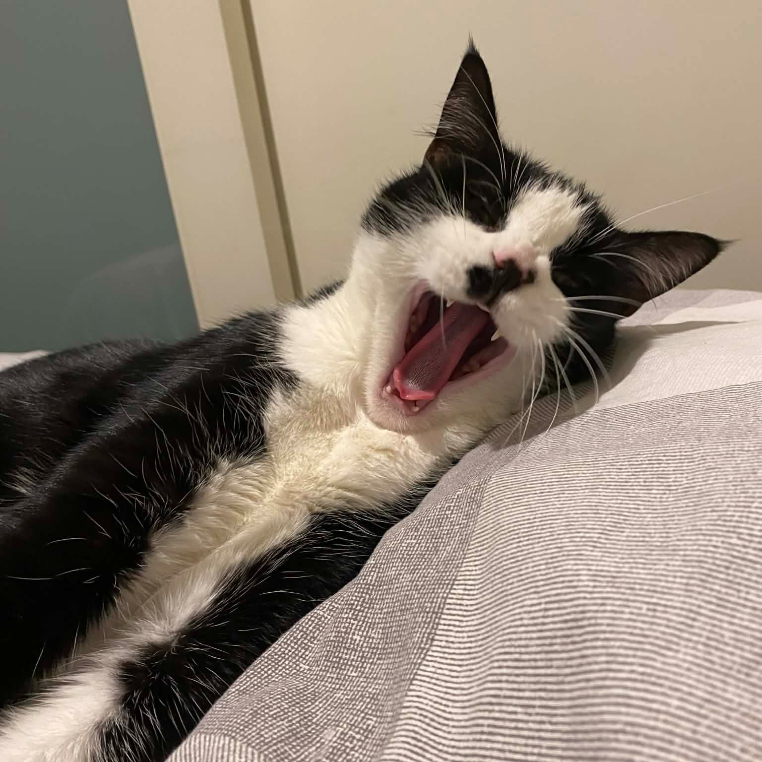 Gus
