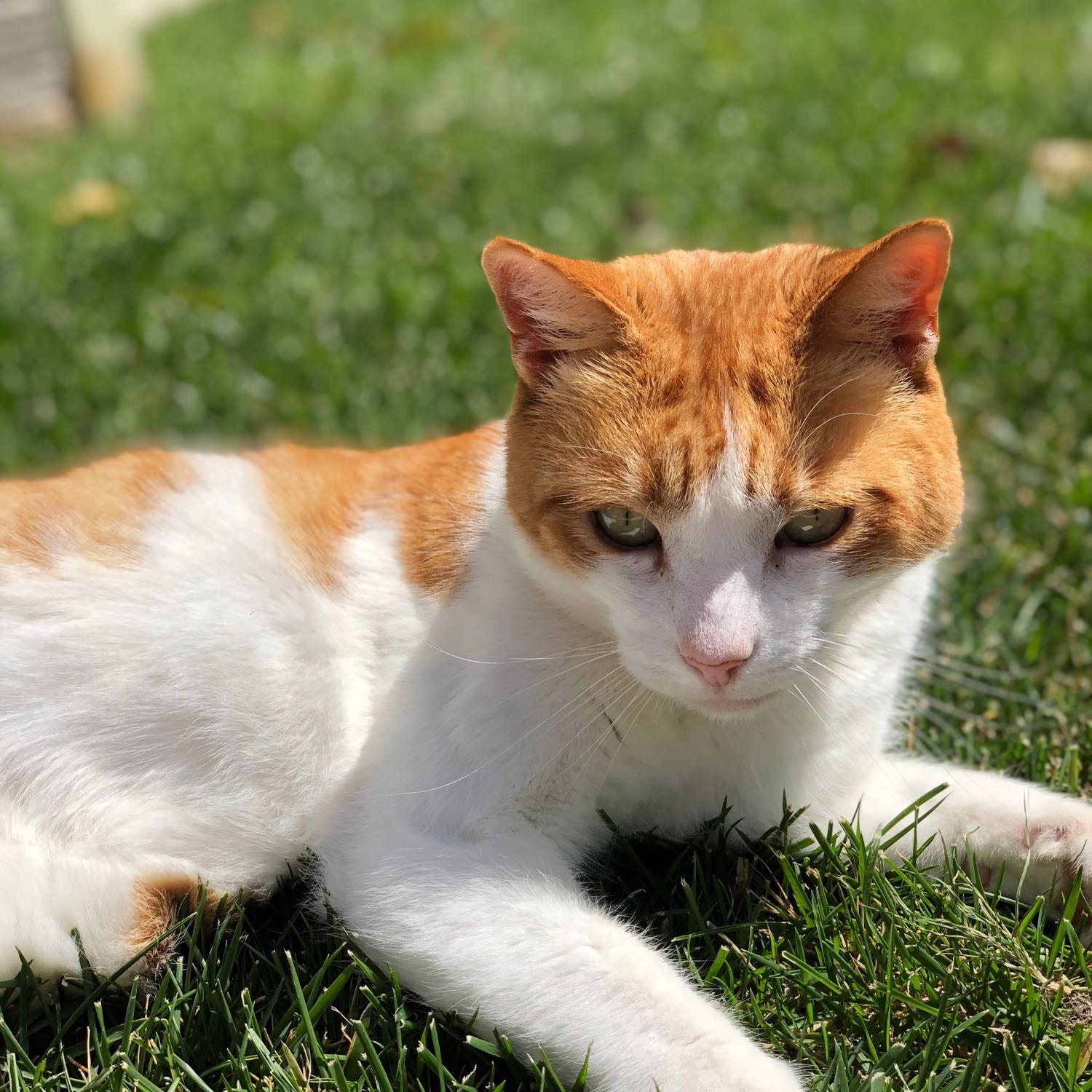 Percy