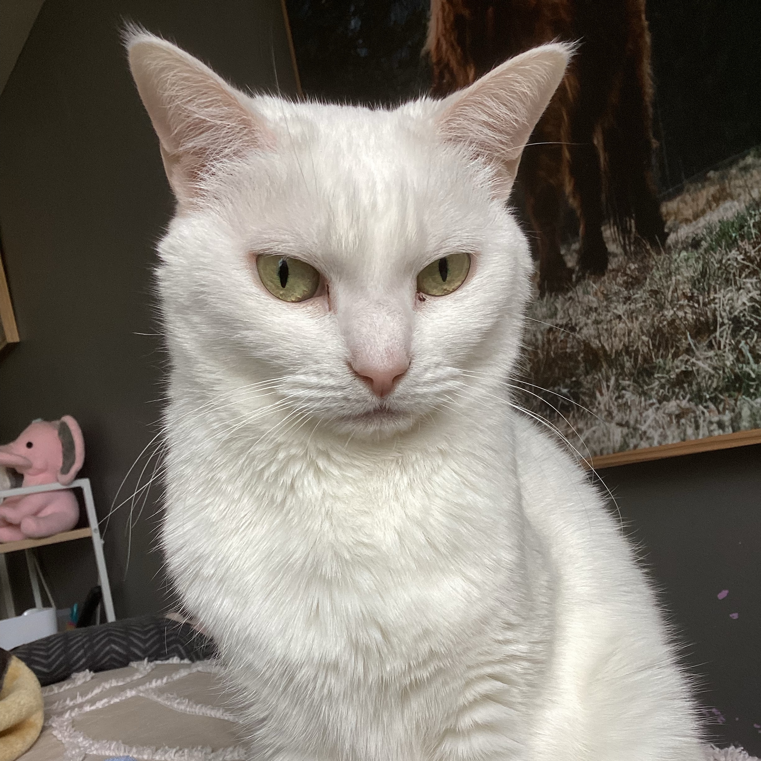 Nelli