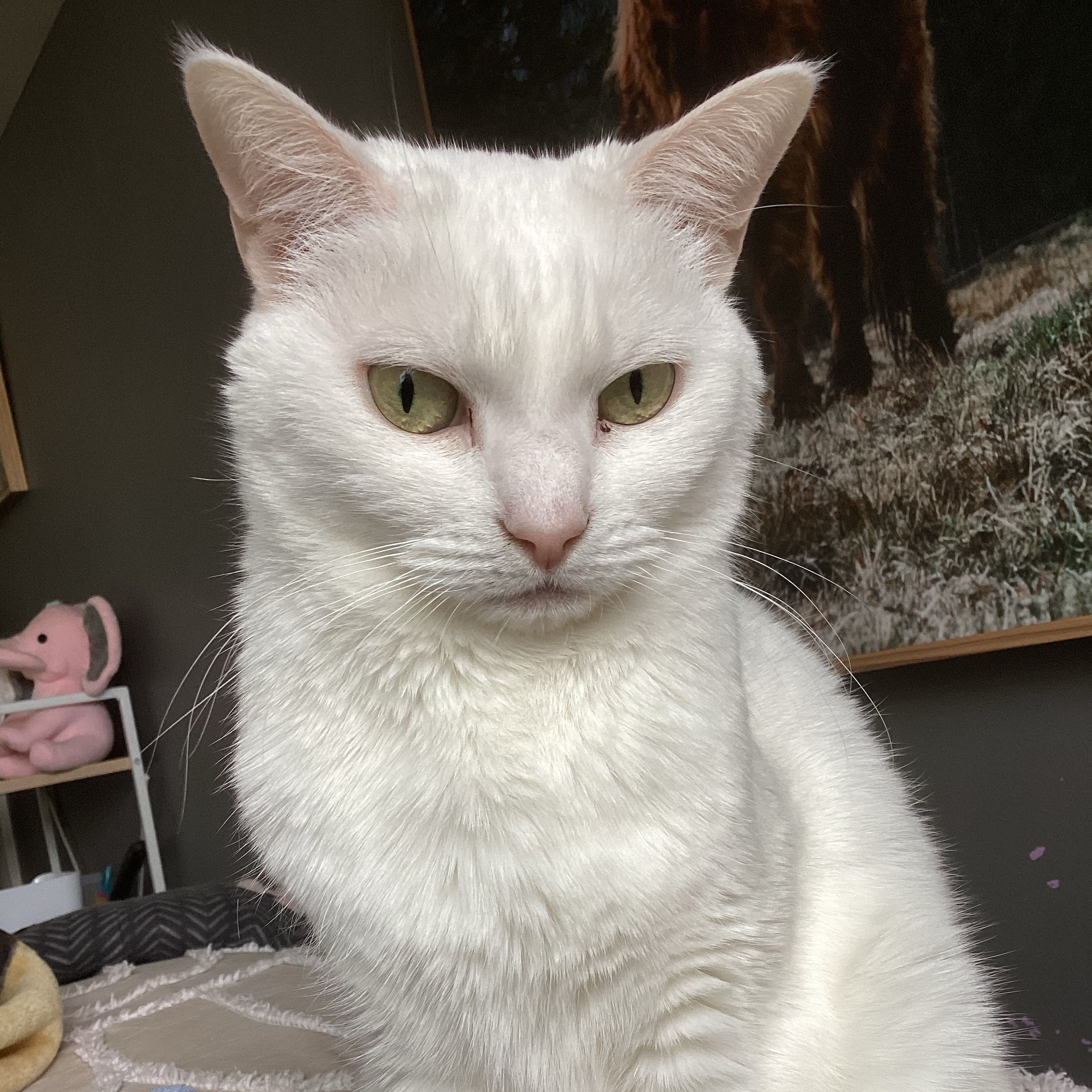 Nelli