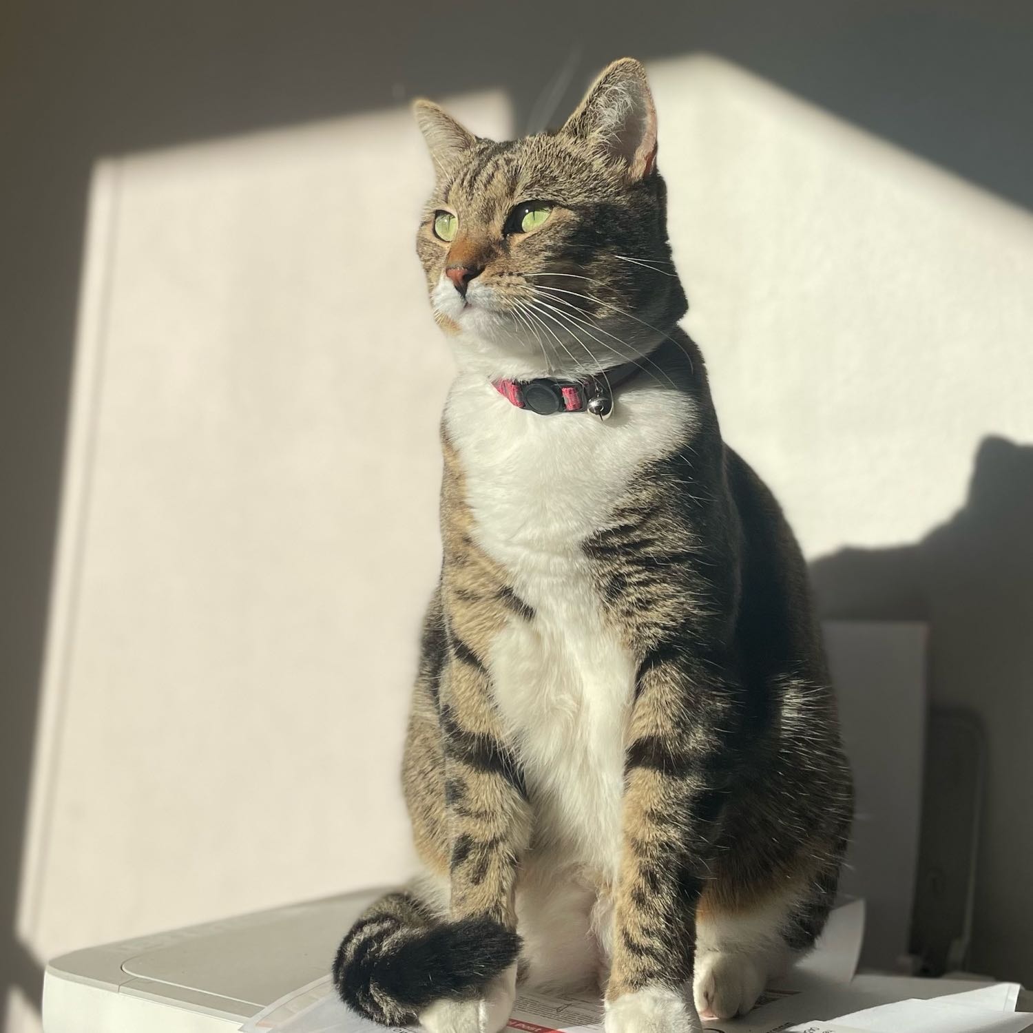 Nala