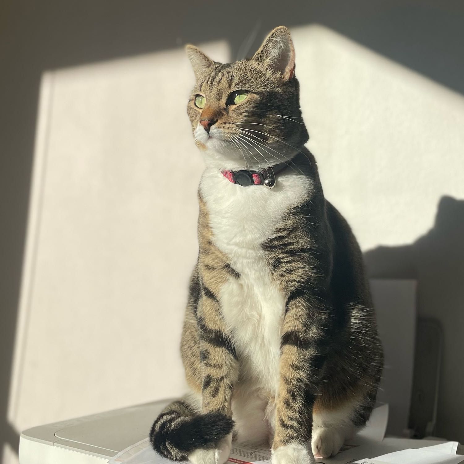 Nala