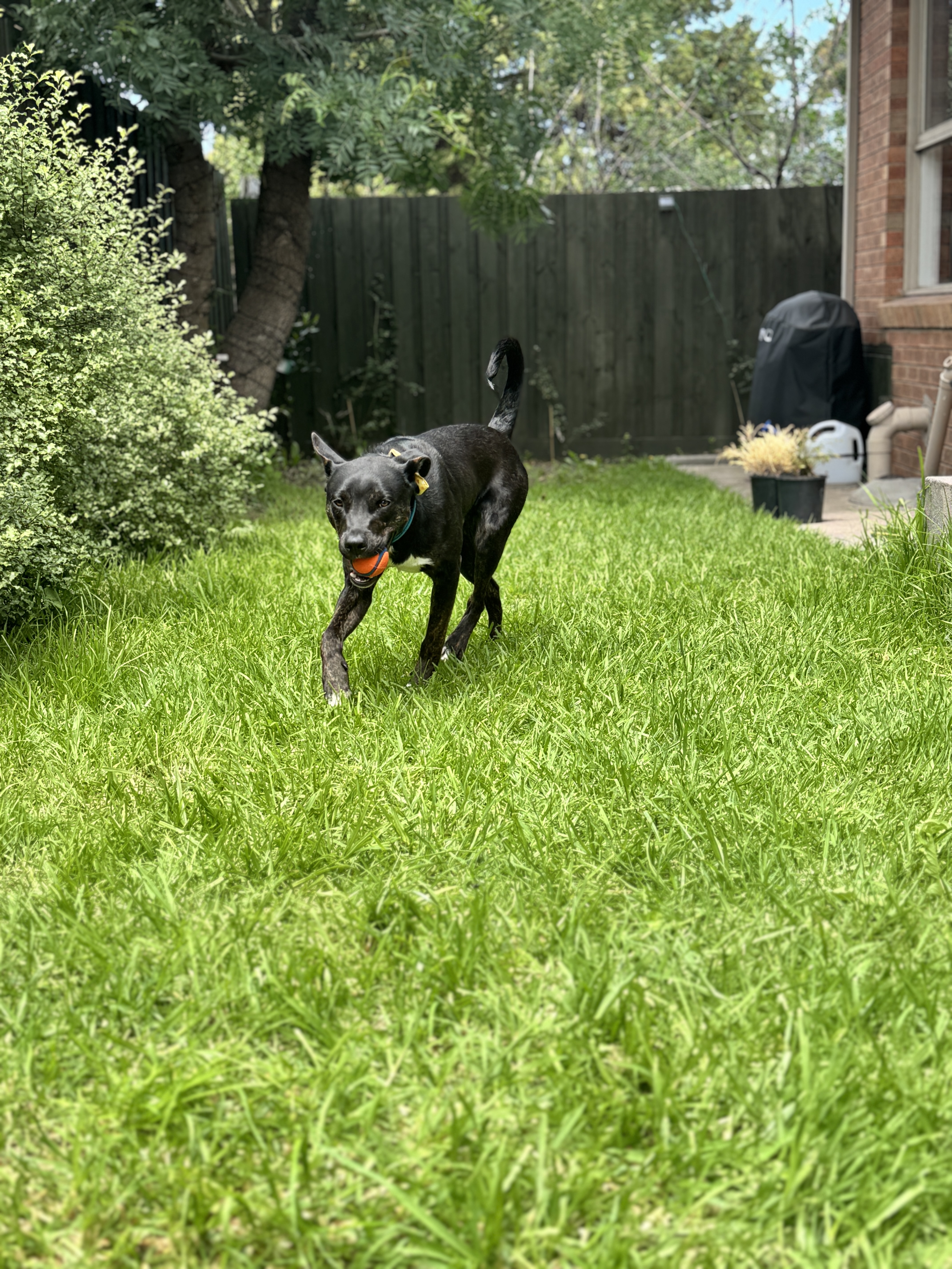 image-15