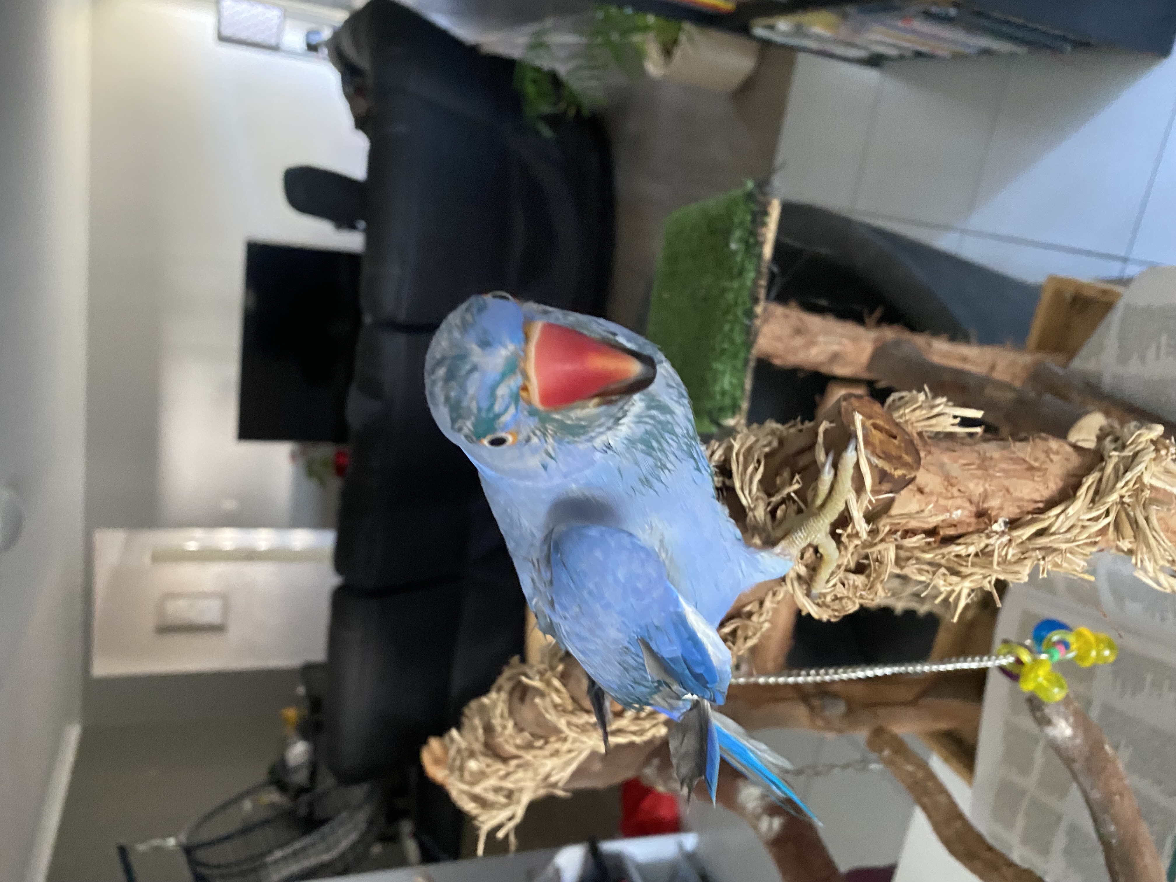 image-8